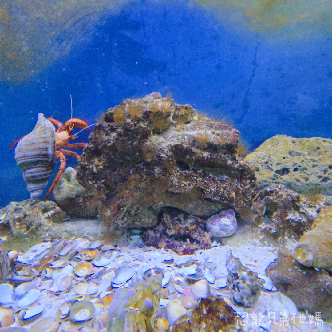 高雄‧鳥松】澄清湖海洋奇珍園│魚兒種類豐富、有觸摸區、多樣珊瑚、貝殼、恐龍蛋化石展示。預計營業到2025年12月31日