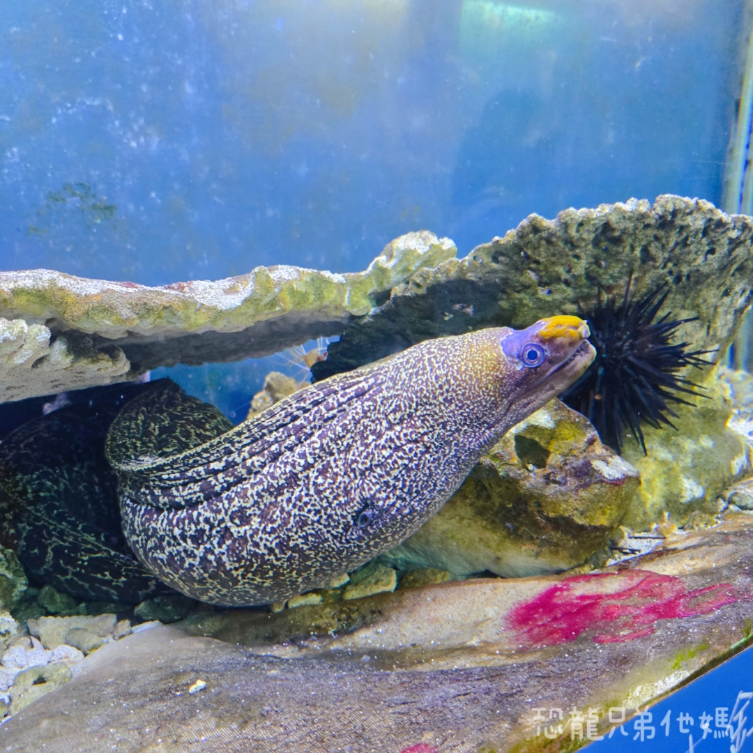 高雄‧鳥松】澄清湖海洋奇珍園│魚兒種類豐富、有觸摸區、多樣珊瑚、貝殼、恐龍蛋化石展示。預計營業到2025年12月31日