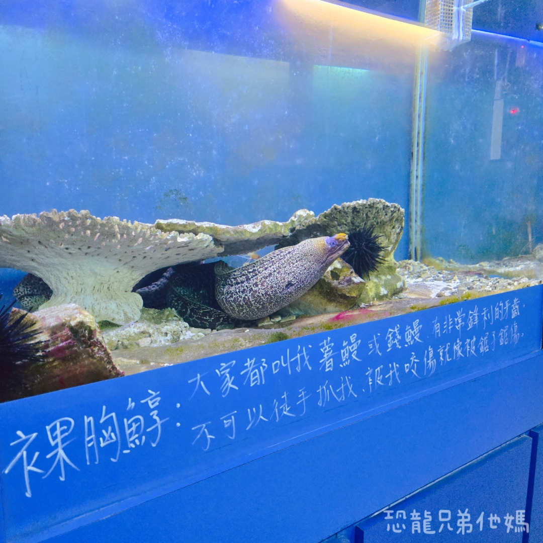 高雄‧鳥松】澄清湖海洋奇珍園│魚兒種類豐富、有觸摸區、多樣珊瑚、貝殼、恐龍蛋化石展示。預計營業到2025年12月31日