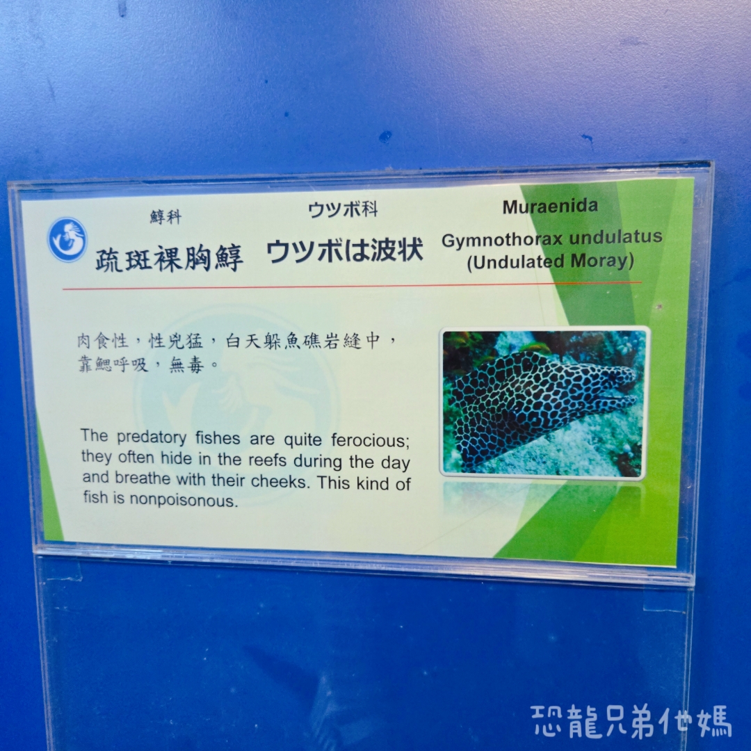 高雄‧鳥松】澄清湖海洋奇珍園│魚兒種類豐富、有觸摸區、多樣珊瑚、貝殼、恐龍蛋化石展示。預計營業到2025年12月31日