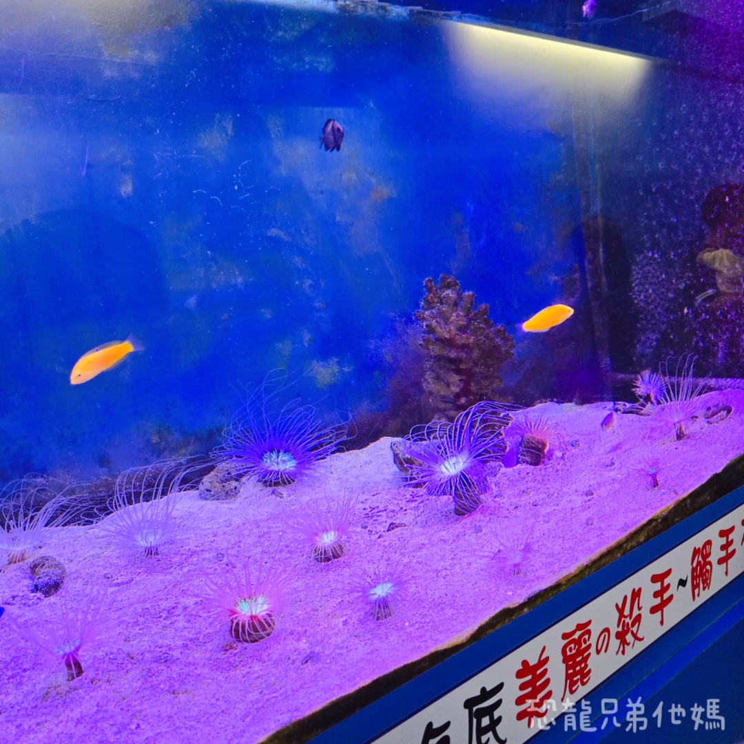 高雄‧鳥松】澄清湖海洋奇珍園│魚兒種類豐富、有觸摸區、多樣珊瑚、貝殼、恐龍蛋化石展示。預計營業到2025年12月31日