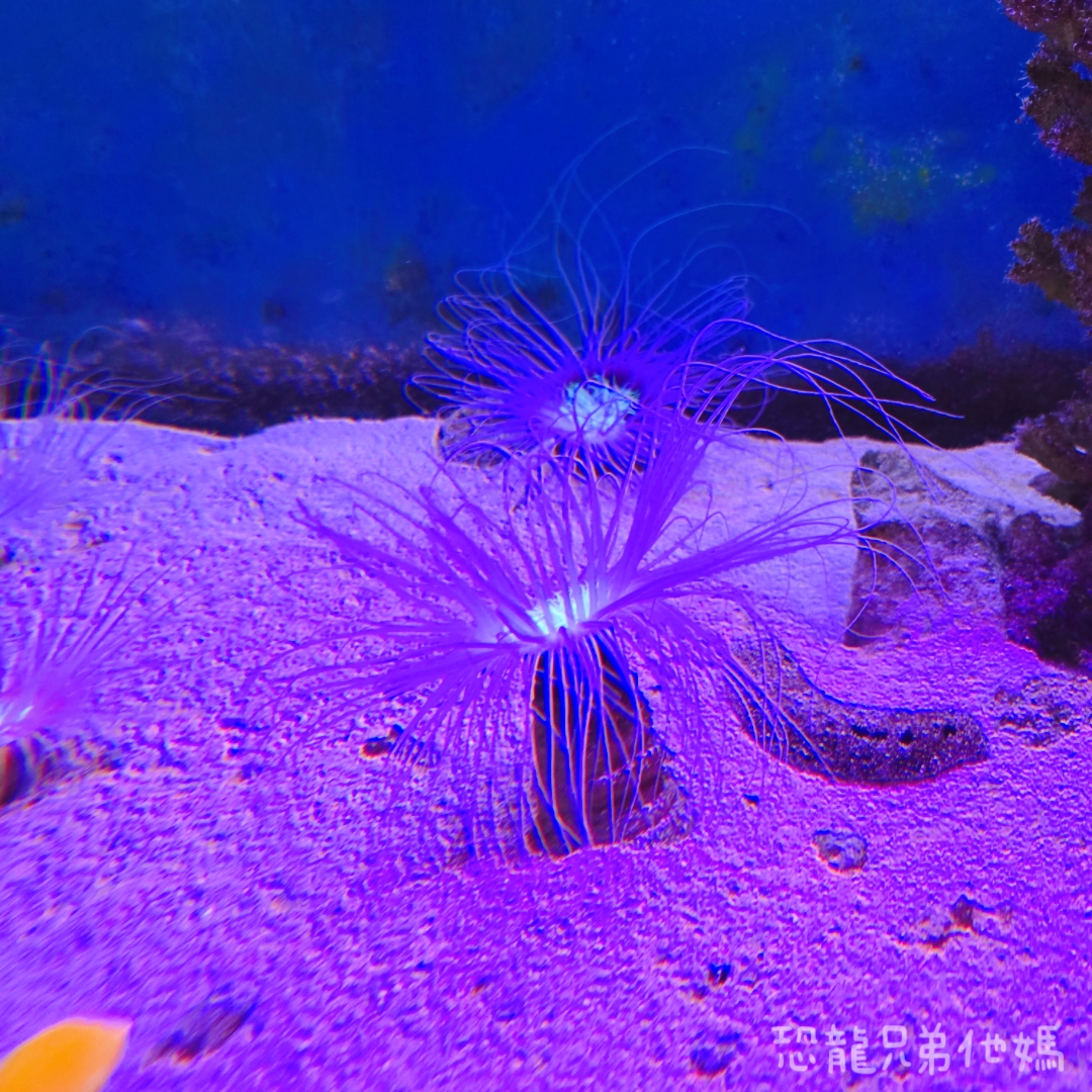 高雄‧鳥松】澄清湖海洋奇珍園│魚兒種類豐富、有觸摸區、多樣珊瑚、貝殼、恐龍蛋化石展示。預計營業到2025年12月31日