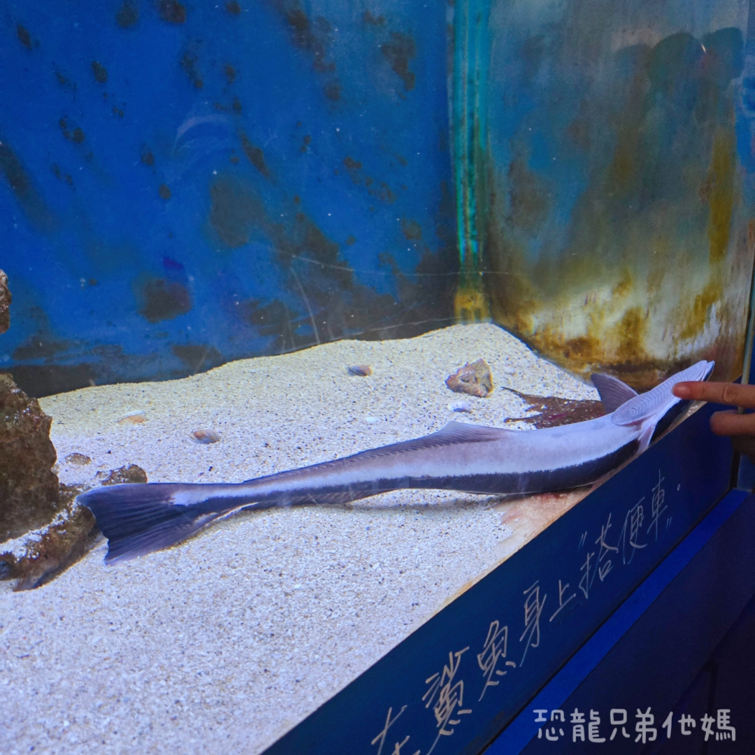 高雄‧鳥松】澄清湖海洋奇珍園│魚兒種類豐富、有觸摸區、多樣珊瑚、貝殼、恐龍蛋化石展示。預計營業到2025年12月31日 - 第43張圖 高雄‧鳥松】澄清湖海洋奇珍園│魚兒種類豐富、有觸摸區、多樣珊瑚、貝殼、恐龍蛋化石展示。預計營業到2025年12月31日