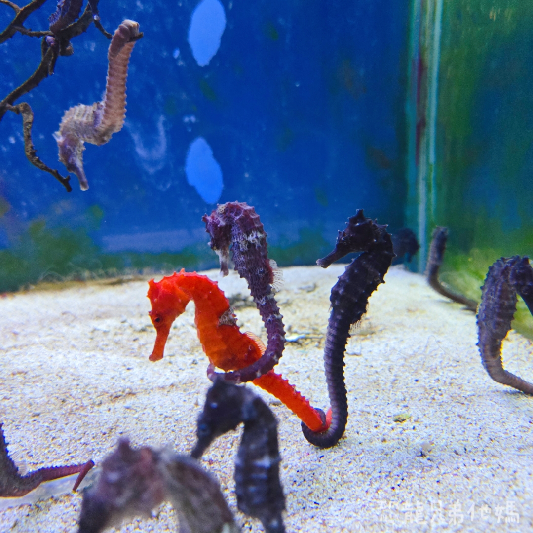 高雄‧鳥松】澄清湖海洋奇珍園│魚兒種類豐富、有觸摸區、多樣珊瑚、貝殼、恐龍蛋化石展示。預計營業到2025年12月31日