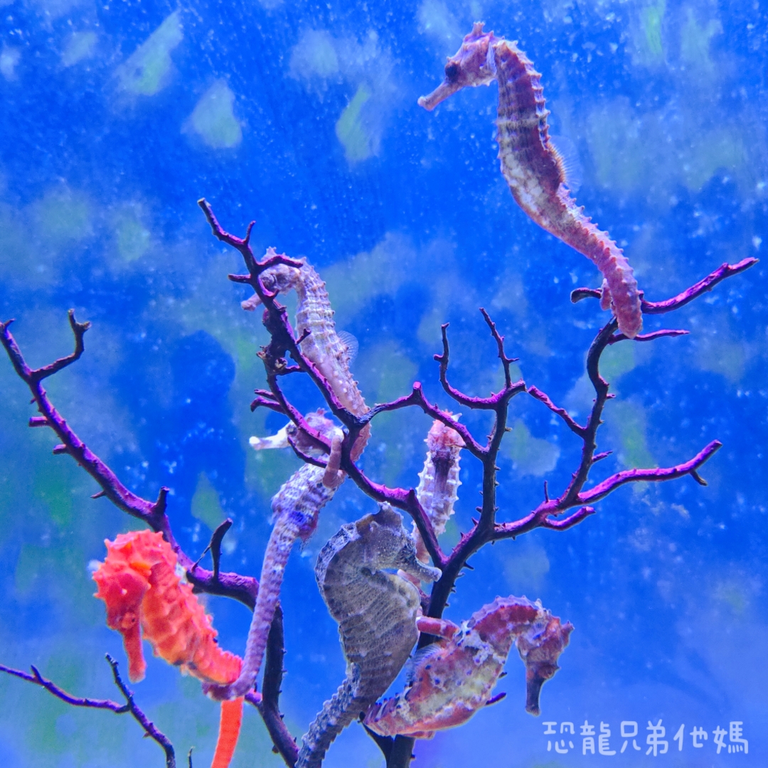 高雄‧鳥松】澄清湖海洋奇珍園│魚兒種類豐富、有觸摸區、多樣珊瑚、貝殼、恐龍蛋化石展示。預計營業到2025年12月31日