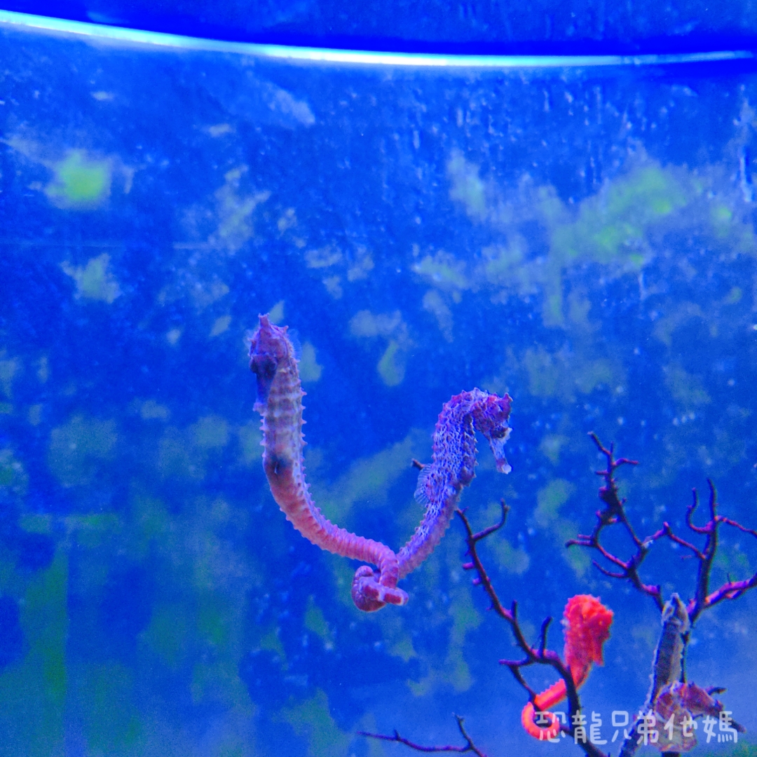 高雄‧鳥松】澄清湖海洋奇珍園│魚兒種類豐富、有觸摸區、多樣珊瑚、貝殼、恐龍蛋化石展示。預計營業到2025年12月31日 - 第46張圖 高雄‧鳥松】澄清湖海洋奇珍園│魚兒種類豐富、有觸摸區、多樣珊瑚、貝殼、恐龍蛋化石展示。預計營業到2025年12月31日