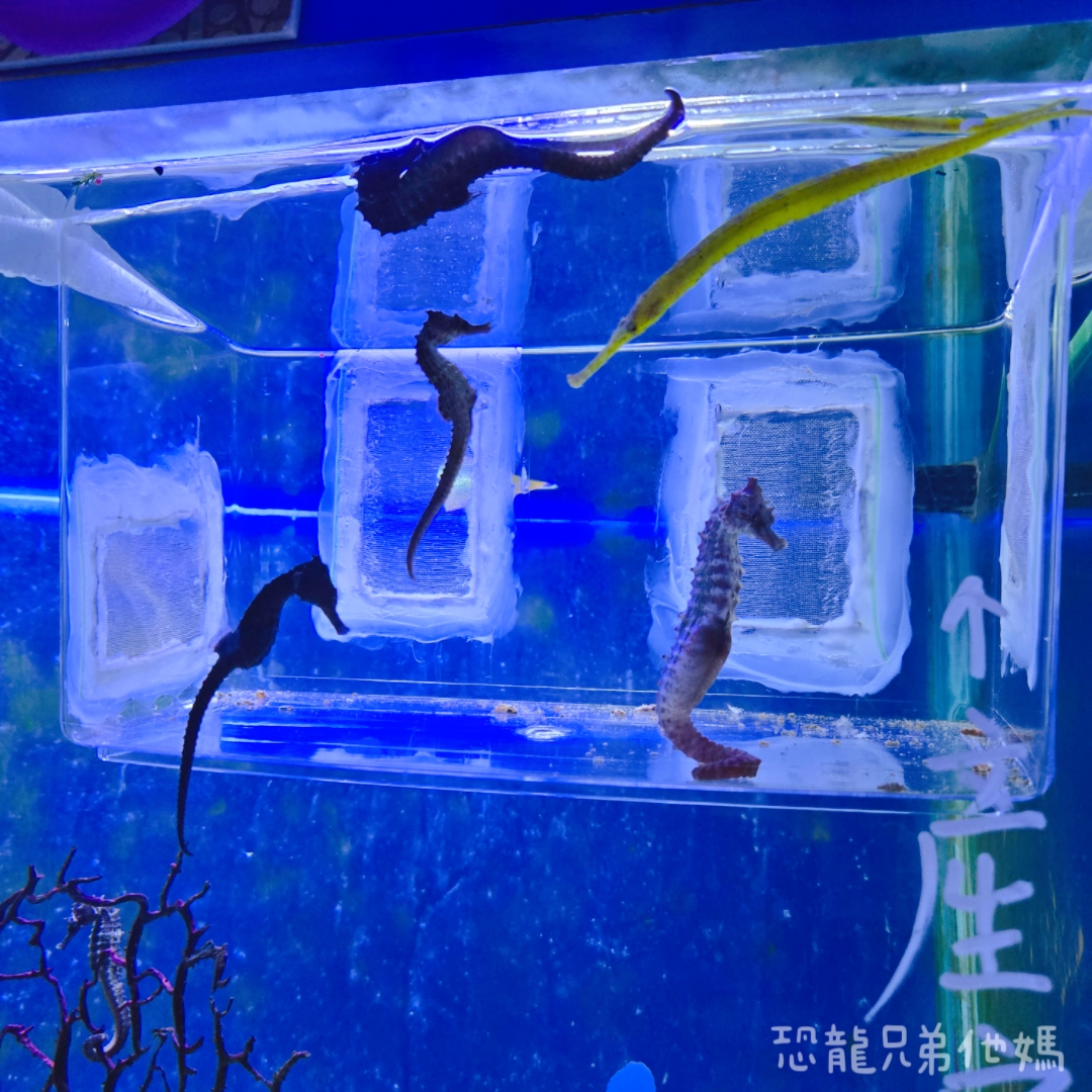 高雄‧鳥松】澄清湖海洋奇珍園│魚兒種類豐富、有觸摸區、多樣珊瑚、貝殼、恐龍蛋化石展示。預計營業到2025年12月31日