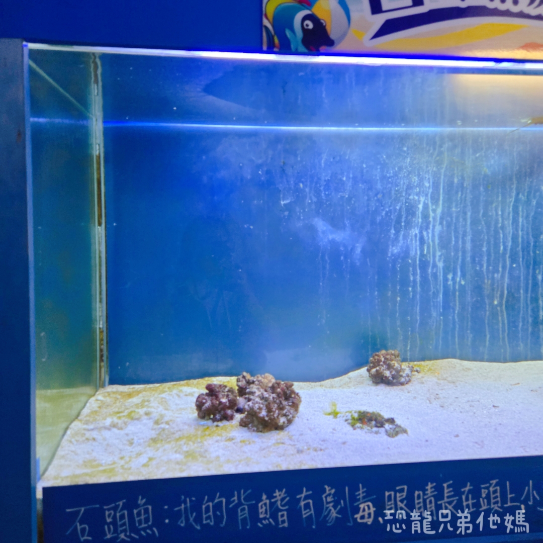 高雄‧鳥松】澄清湖海洋奇珍園│魚兒種類豐富、有觸摸區、多樣珊瑚、貝殼、恐龍蛋化石展示。預計營業到2025年12月31日 - 第49張圖 高雄‧鳥松】澄清湖海洋奇珍園│魚兒種類豐富、有觸摸區、多樣珊瑚、貝殼、恐龍蛋化石展示。預計營業到2025年12月31日