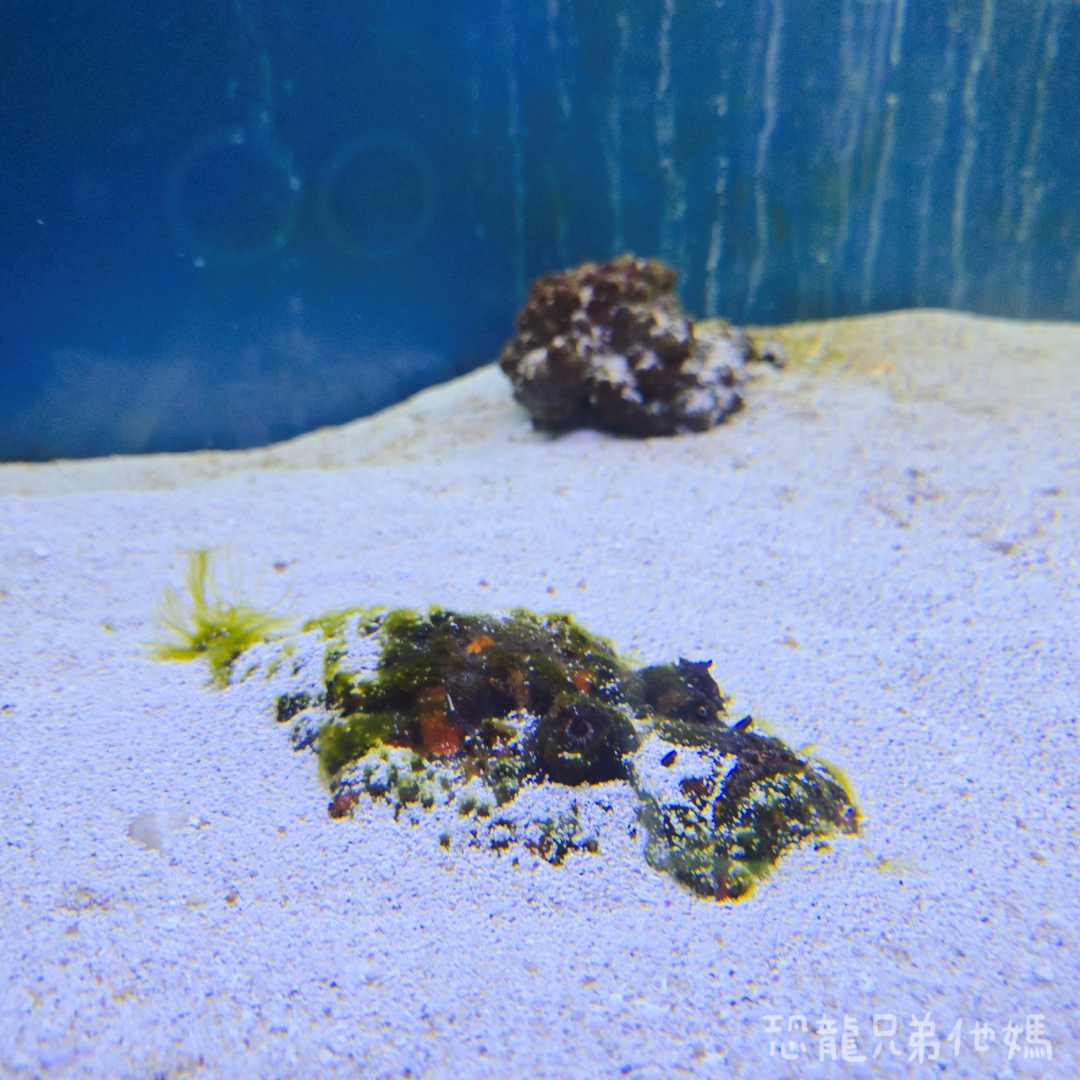 高雄‧鳥松】澄清湖海洋奇珍園│魚兒種類豐富、有觸摸區、多樣珊瑚、貝殼、恐龍蛋化石展示。預計營業到2025年12月31日 - 第50張圖 高雄‧鳥松】澄清湖海洋奇珍園│魚兒種類豐富、有觸摸區、多樣珊瑚、貝殼、恐龍蛋化石展示。預計營業到2025年12月31日