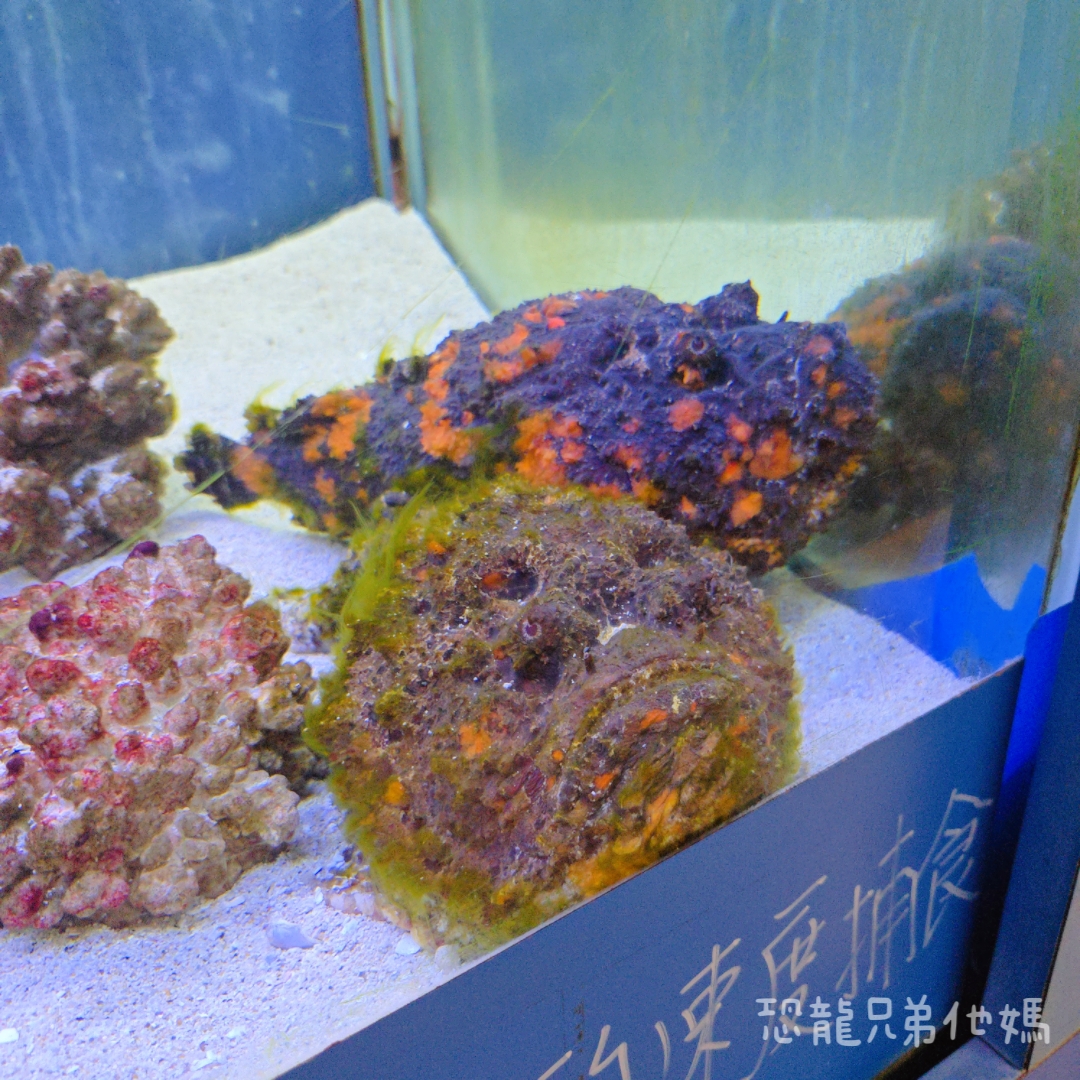 高雄‧鳥松】澄清湖海洋奇珍園│魚兒種類豐富、有觸摸區、多樣珊瑚、貝殼、恐龍蛋化石展示。預計營業到2025年12月31日 - 第51張圖 高雄‧鳥松】澄清湖海洋奇珍園│魚兒種類豐富、有觸摸區、多樣珊瑚、貝殼、恐龍蛋化石展示。預計營業到2025年12月31日