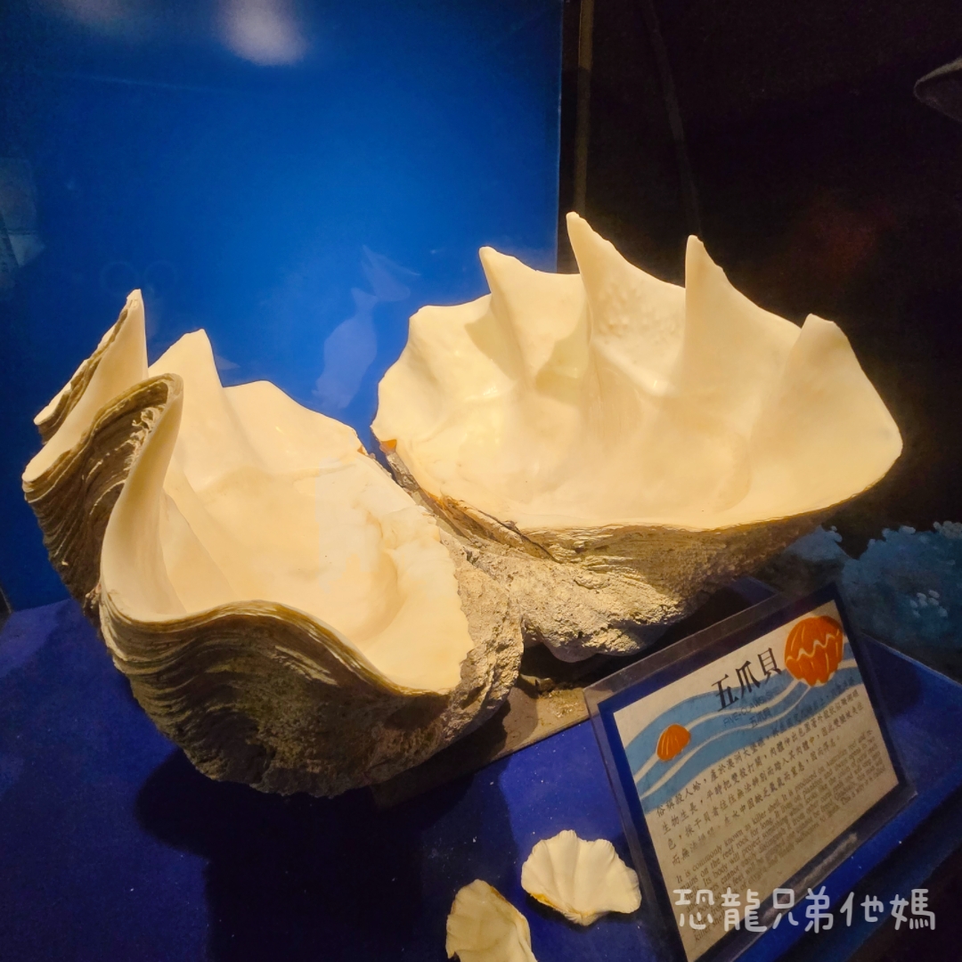 高雄‧鳥松】澄清湖海洋奇珍園│魚兒種類豐富、有觸摸區、多樣珊瑚、貝殼、恐龍蛋化石展示。預計營業到2025年12月31日 - 第64張圖 高雄‧鳥松】澄清湖海洋奇珍園│魚兒種類豐富、有觸摸區、多樣珊瑚、貝殼、恐龍蛋化石展示。預計營業到2025年12月31日