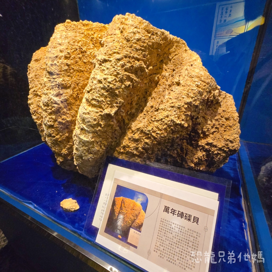 高雄‧鳥松】澄清湖海洋奇珍園│魚兒種類豐富、有觸摸區、多樣珊瑚、貝殼、恐龍蛋化石展示。預計營業到2025年12月31日