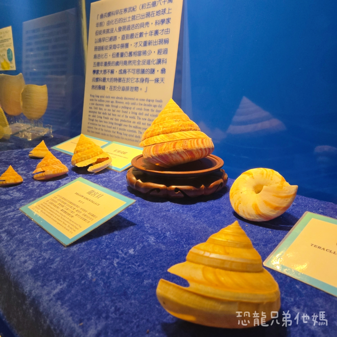 高雄‧鳥松】澄清湖海洋奇珍園│魚兒種類豐富、有觸摸區、多樣珊瑚、貝殼、恐龍蛋化石展示。預計營業到2025年12月31日 - 第67張圖 高雄‧鳥松】澄清湖海洋奇珍園│魚兒種類豐富、有觸摸區、多樣珊瑚、貝殼、恐龍蛋化石展示。預計營業到2025年12月31日