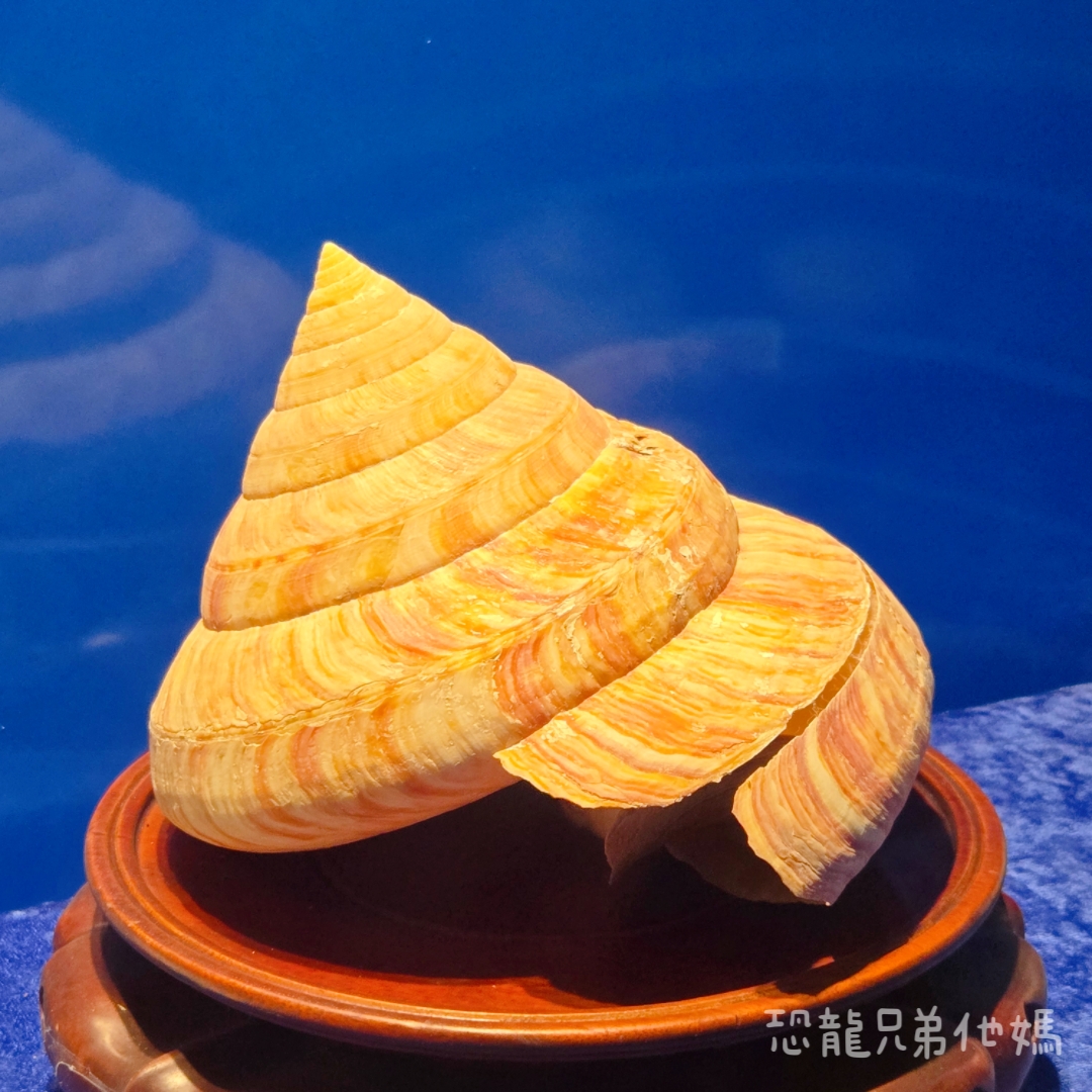 高雄‧鳥松】澄清湖海洋奇珍園│魚兒種類豐富、有觸摸區、多樣珊瑚、貝殼、恐龍蛋化石展示。預計營業到2025年12月31日