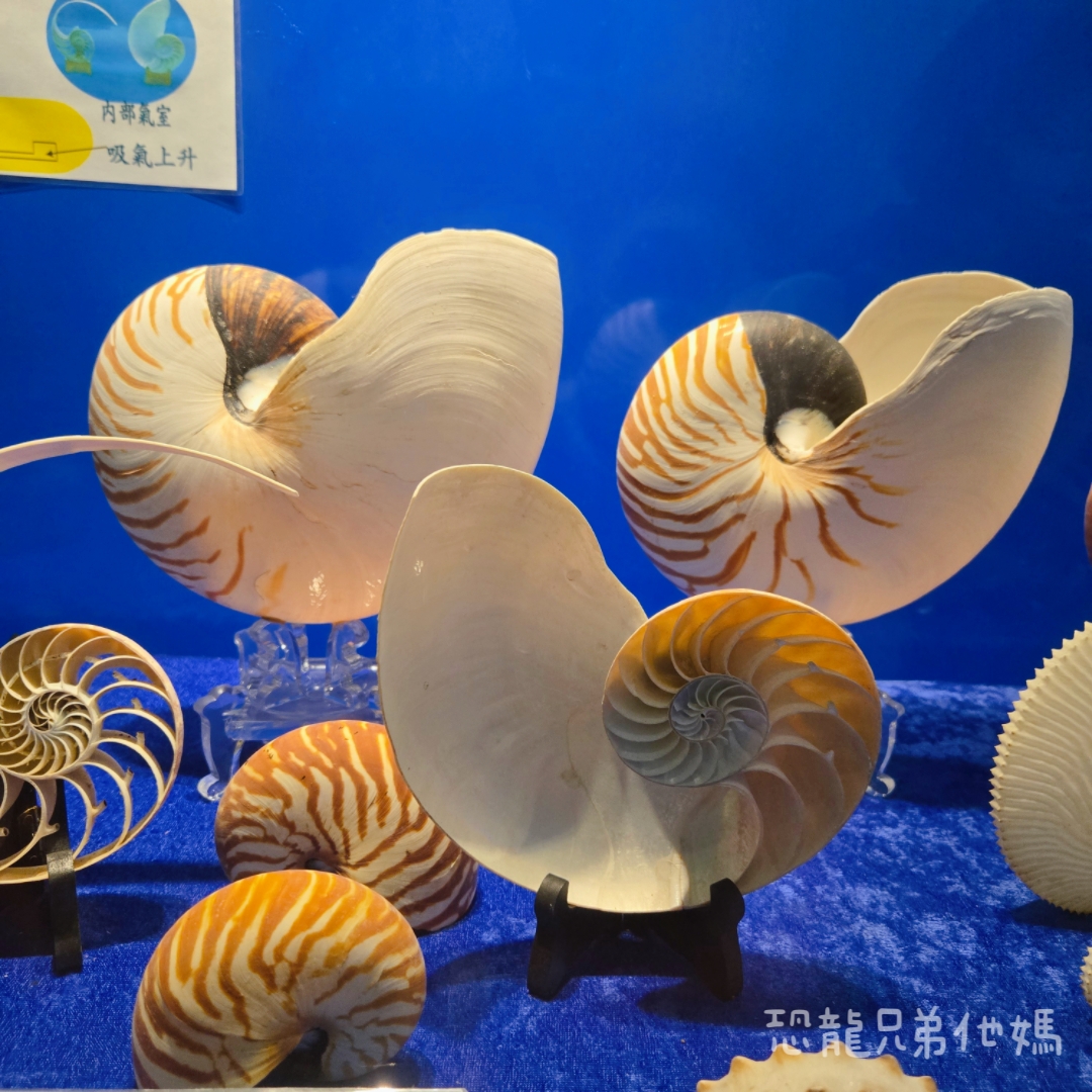 高雄‧鳥松】澄清湖海洋奇珍園│魚兒種類豐富、有觸摸區、多樣珊瑚、貝殼、恐龍蛋化石展示。預計營業到2025年12月31日 - 第69張圖 高雄‧鳥松】澄清湖海洋奇珍園│魚兒種類豐富、有觸摸區、多樣珊瑚、貝殼、恐龍蛋化石展示。預計營業到2025年12月31日