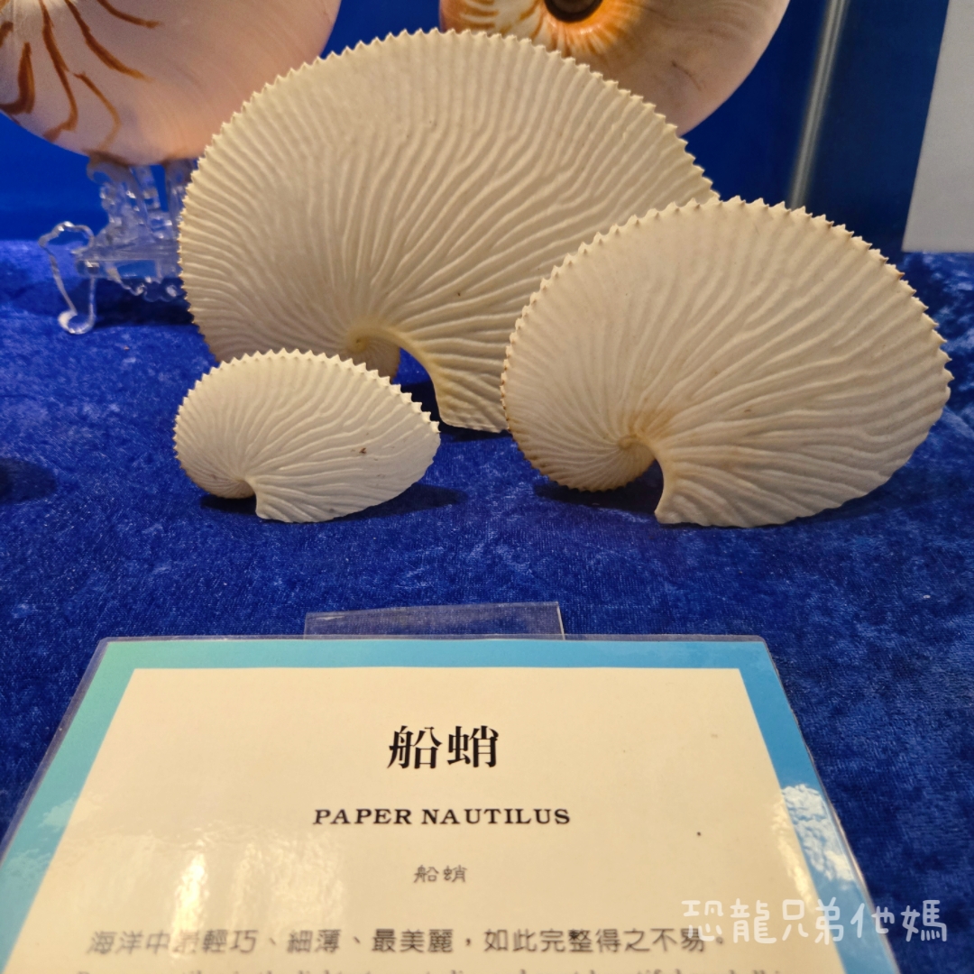 高雄‧鳥松】澄清湖海洋奇珍園│魚兒種類豐富、有觸摸區、多樣珊瑚、貝殼、恐龍蛋化石展示。預計營業到2025年12月31日 - 第75張圖 高雄‧鳥松】澄清湖海洋奇珍園│魚兒種類豐富、有觸摸區、多樣珊瑚、貝殼、恐龍蛋化石展示。預計營業到2025年12月31日