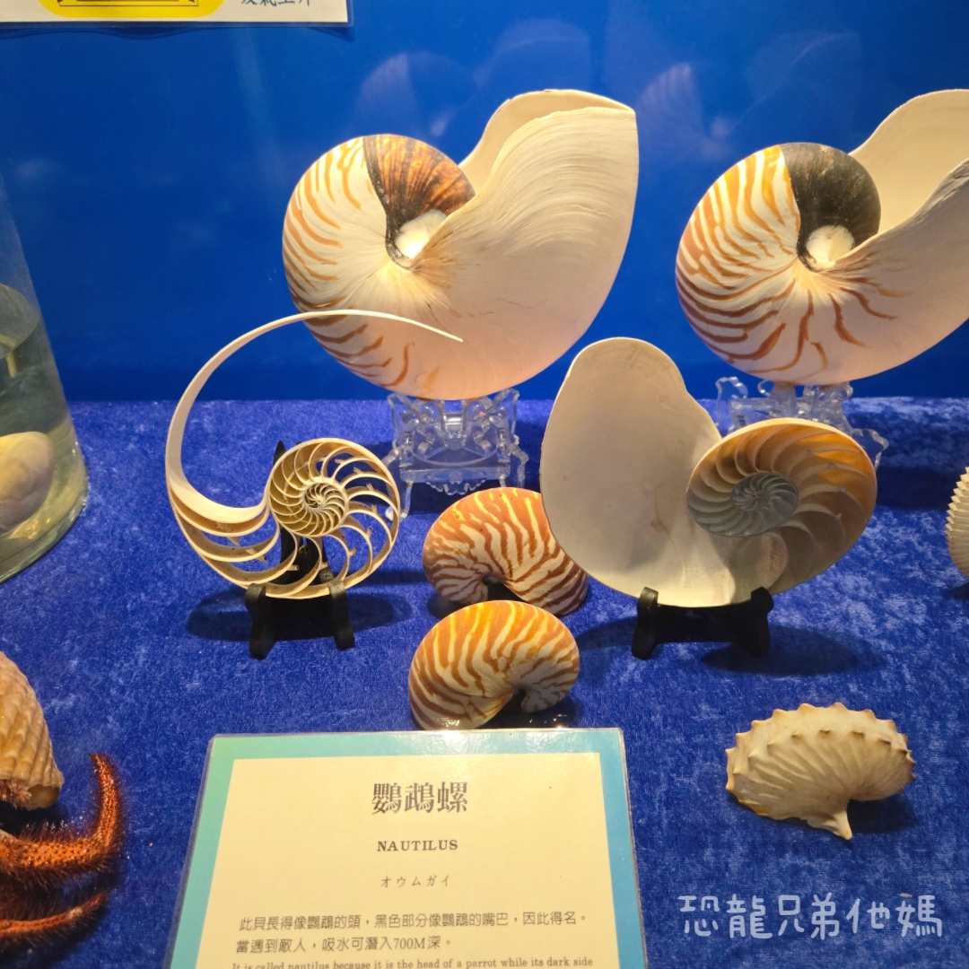 高雄‧鳥松】澄清湖海洋奇珍園│魚兒種類豐富、有觸摸區、多樣珊瑚、貝殼、恐龍蛋化石展示。預計營業到2025年12月31日 - 第68張圖 高雄‧鳥松】澄清湖海洋奇珍園│魚兒種類豐富、有觸摸區、多樣珊瑚、貝殼、恐龍蛋化石展示。預計營業到2025年12月31日