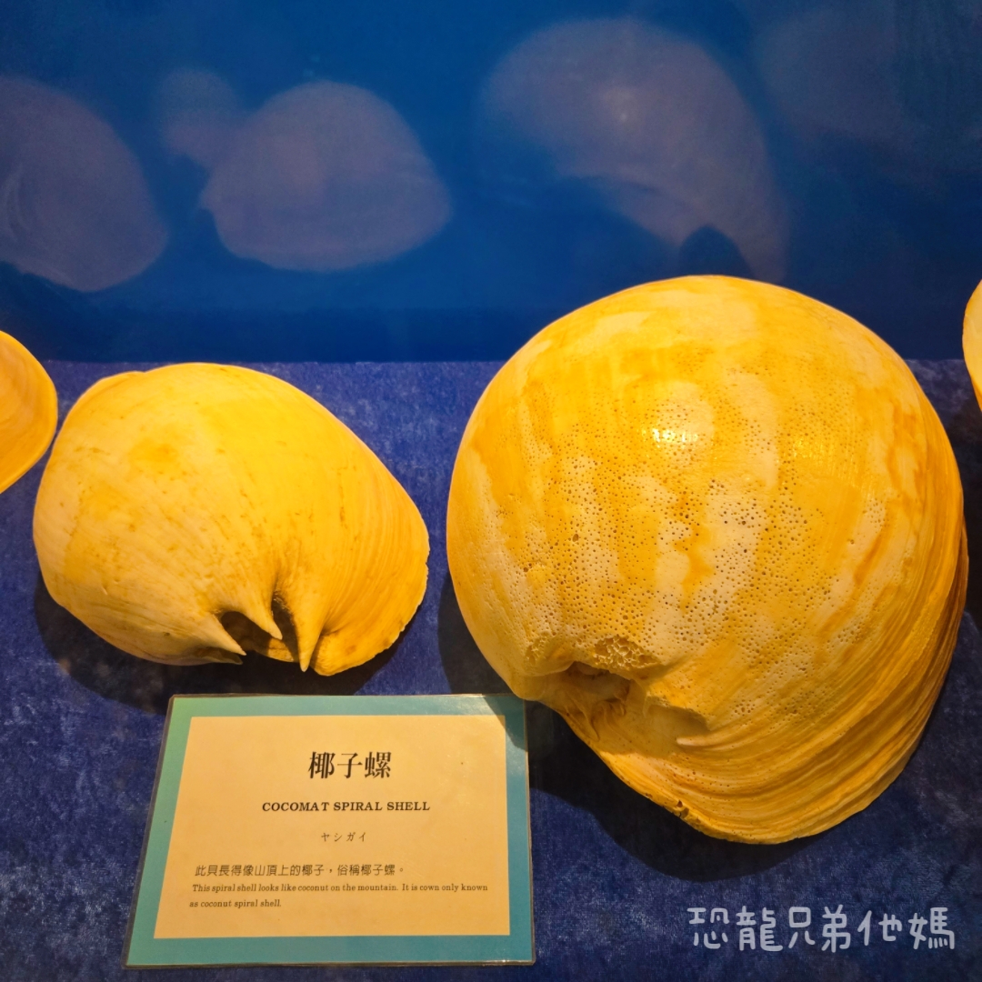 高雄‧鳥松】澄清湖海洋奇珍園│魚兒種類豐富、有觸摸區、多樣珊瑚、貝殼、恐龍蛋化石展示。預計營業到2025年12月31日