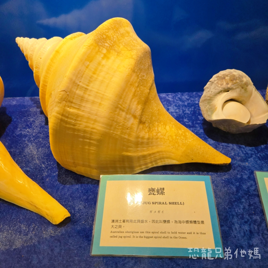 高雄‧鳥松】澄清湖海洋奇珍園│魚兒種類豐富、有觸摸區、多樣珊瑚、貝殼、恐龍蛋化石展示。預計營業到2025年12月31日