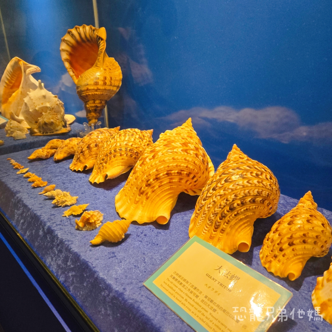 高雄‧鳥松】澄清湖海洋奇珍園│魚兒種類豐富、有觸摸區、多樣珊瑚、貝殼、恐龍蛋化石展示。預計營業到2025年12月31日