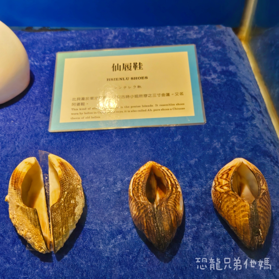 高雄‧鳥松】澄清湖海洋奇珍園│魚兒種類豐富、有觸摸區、多樣珊瑚、貝殼、恐龍蛋化石展示。預計營業到2025年12月31日 - 第71張圖 高雄‧鳥松】澄清湖海洋奇珍園│魚兒種類豐富、有觸摸區、多樣珊瑚、貝殼、恐龍蛋化石展示。預計營業到2025年12月31日