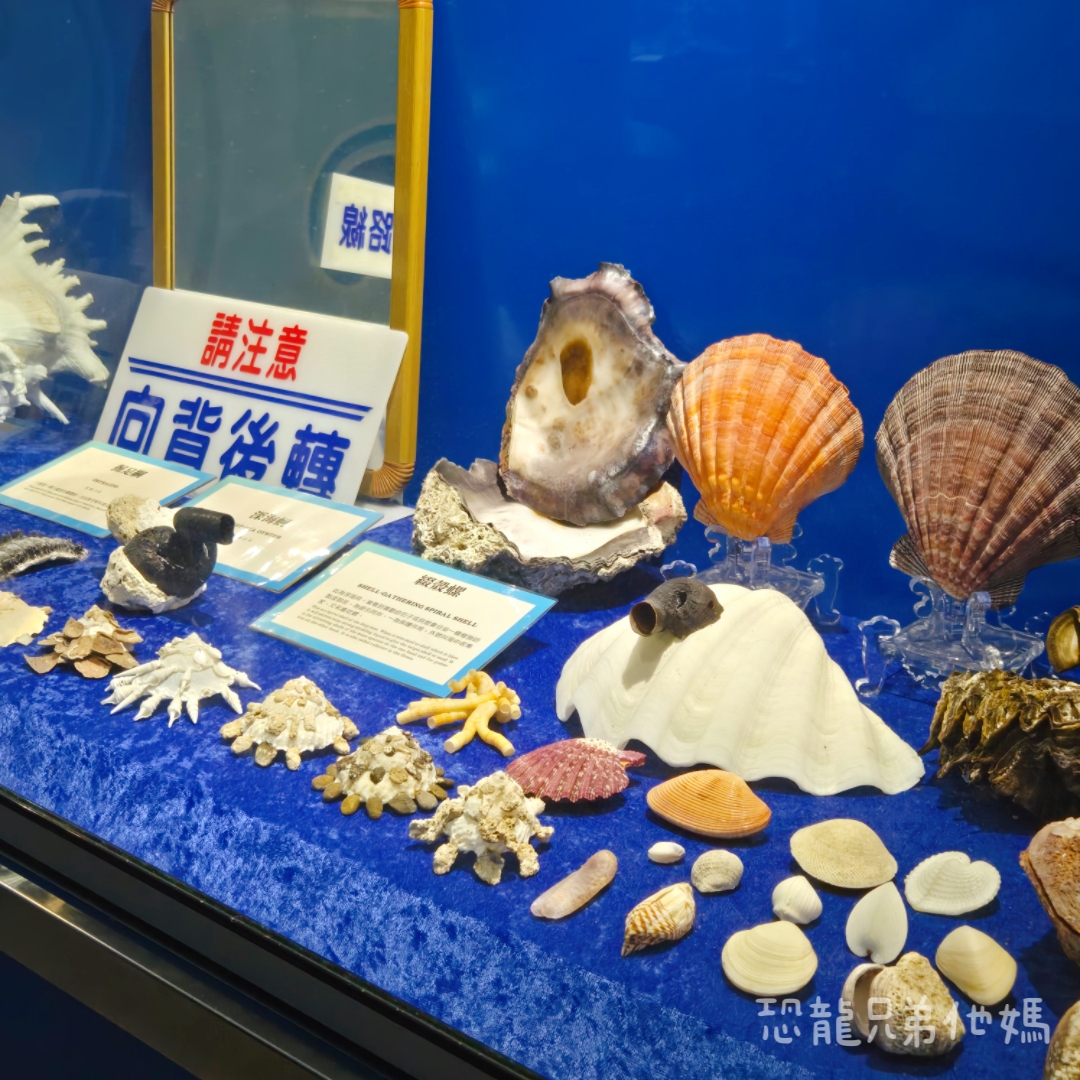 高雄‧鳥松】澄清湖海洋奇珍園│魚兒種類豐富、有觸摸區、多樣珊瑚、貝殼、恐龍蛋化石展示。預計營業到2025年12月31日 - 第78張圖 高雄‧鳥松】澄清湖海洋奇珍園│魚兒種類豐富、有觸摸區、多樣珊瑚、貝殼、恐龍蛋化石展示。預計營業到2025年12月31日