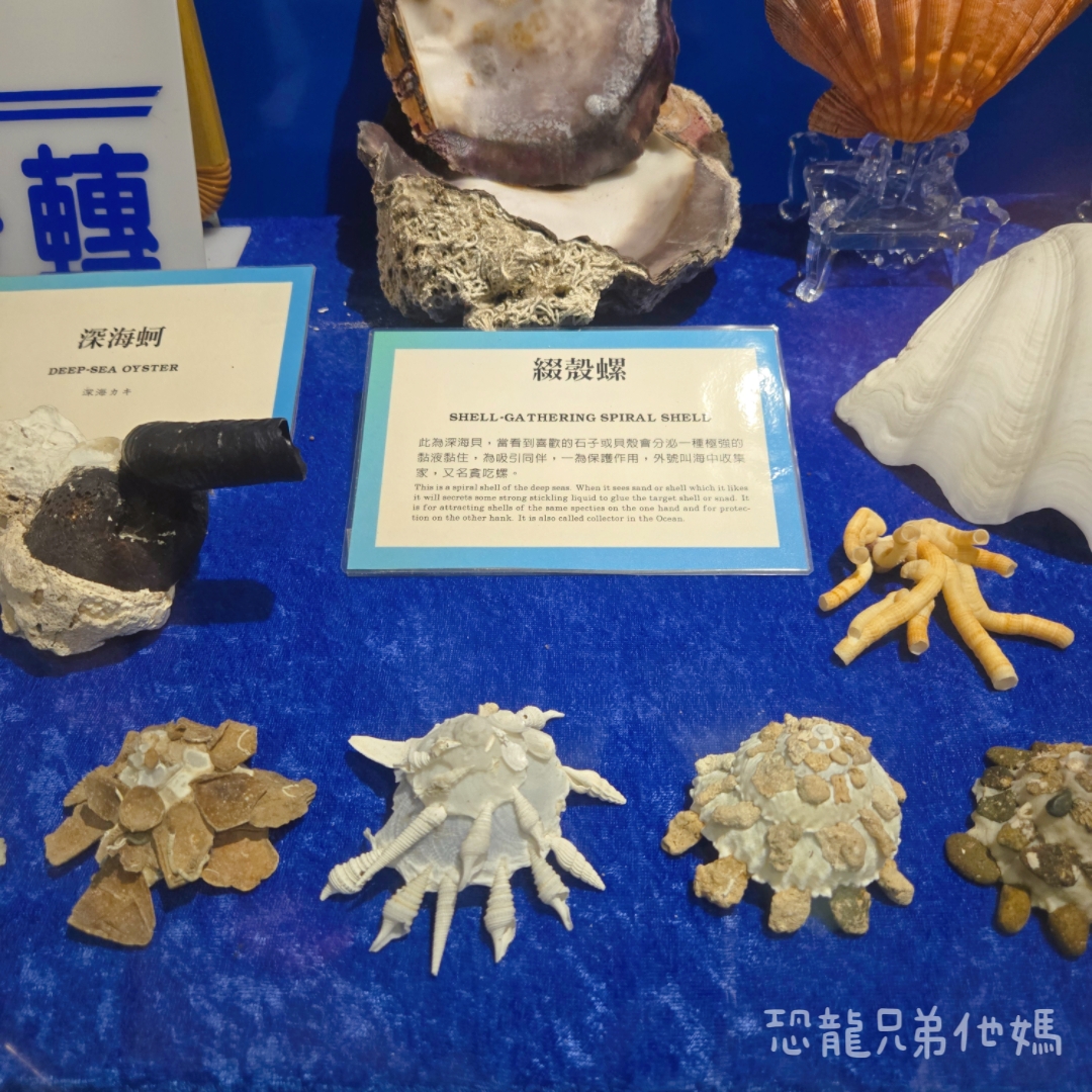 高雄‧鳥松】澄清湖海洋奇珍園│魚兒種類豐富、有觸摸區、多樣珊瑚、貝殼、恐龍蛋化石展示。預計營業到2025年12月31日