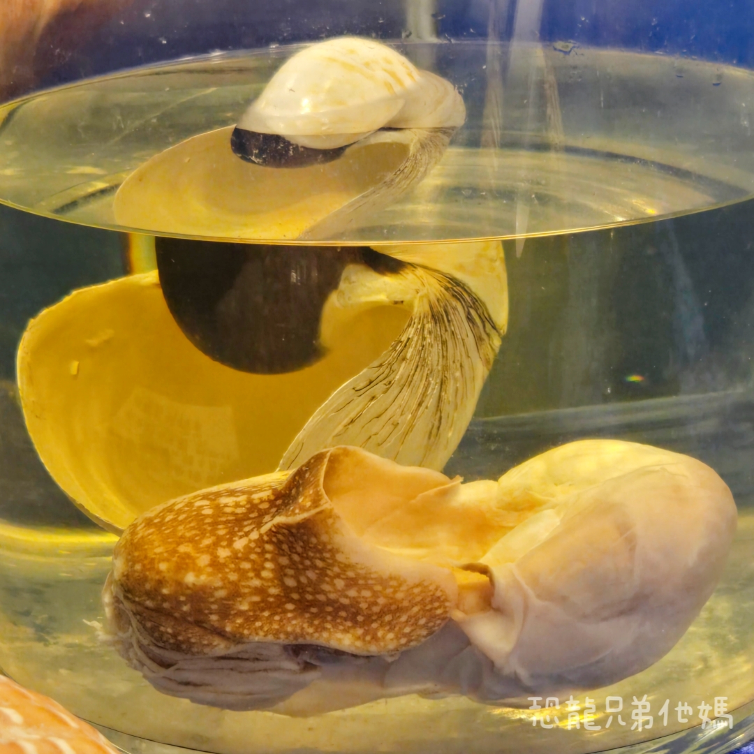 高雄‧鳥松】澄清湖海洋奇珍園│魚兒種類豐富、有觸摸區、多樣珊瑚、貝殼、恐龍蛋化石展示。預計營業到2025年12月31日 - 第70張圖 高雄‧鳥松】澄清湖海洋奇珍園│魚兒種類豐富、有觸摸區、多樣珊瑚、貝殼、恐龍蛋化石展示。預計營業到2025年12月31日