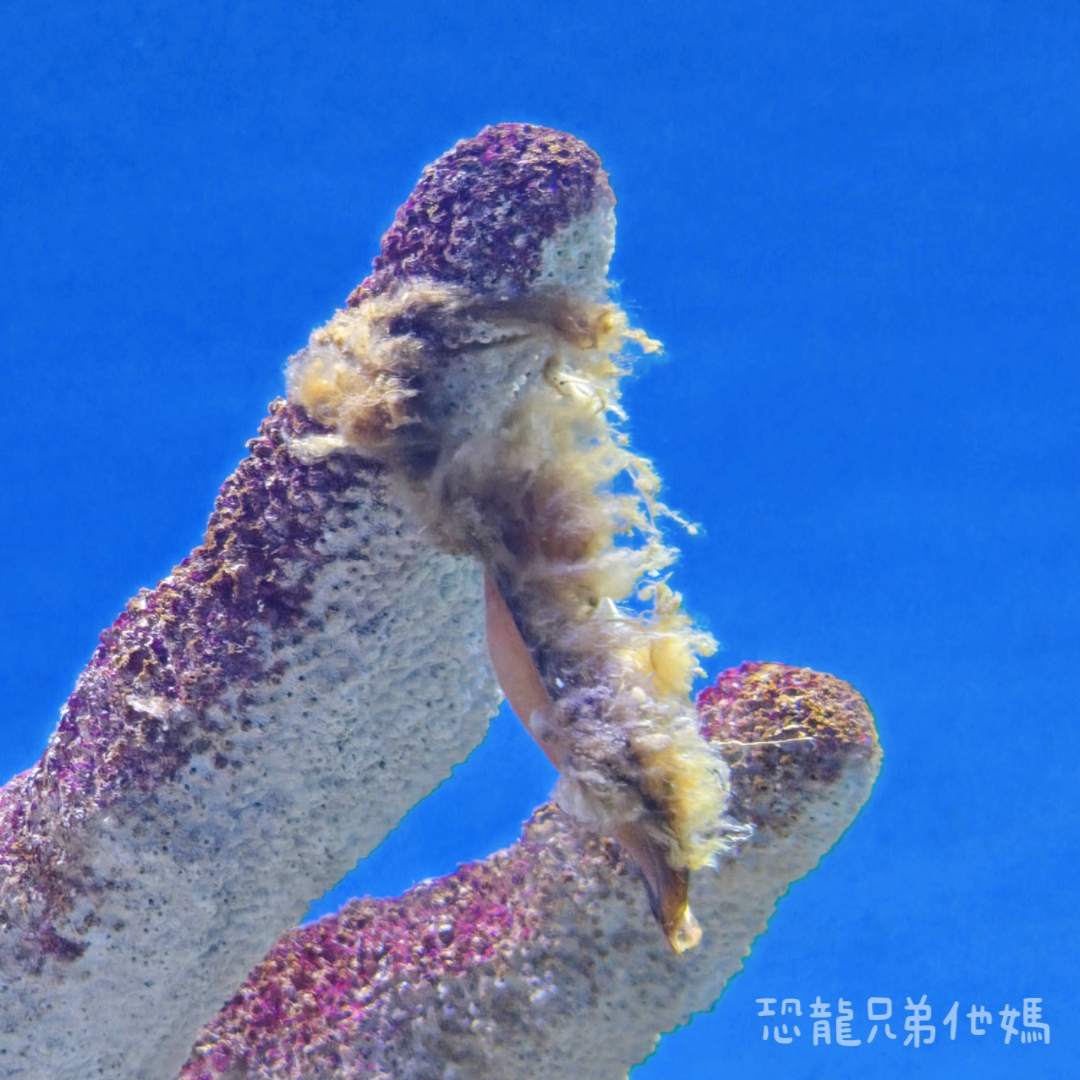 高雄‧鳥松】澄清湖海洋奇珍園│魚兒種類豐富、有觸摸區、多樣珊瑚、貝殼、恐龍蛋化石展示。預計營業到2025年12月31日 - 第102張圖 高雄‧鳥松】澄清湖海洋奇珍園│魚兒種類豐富、有觸摸區、多樣珊瑚、貝殼、恐龍蛋化石展示。預計營業到2025年12月31日