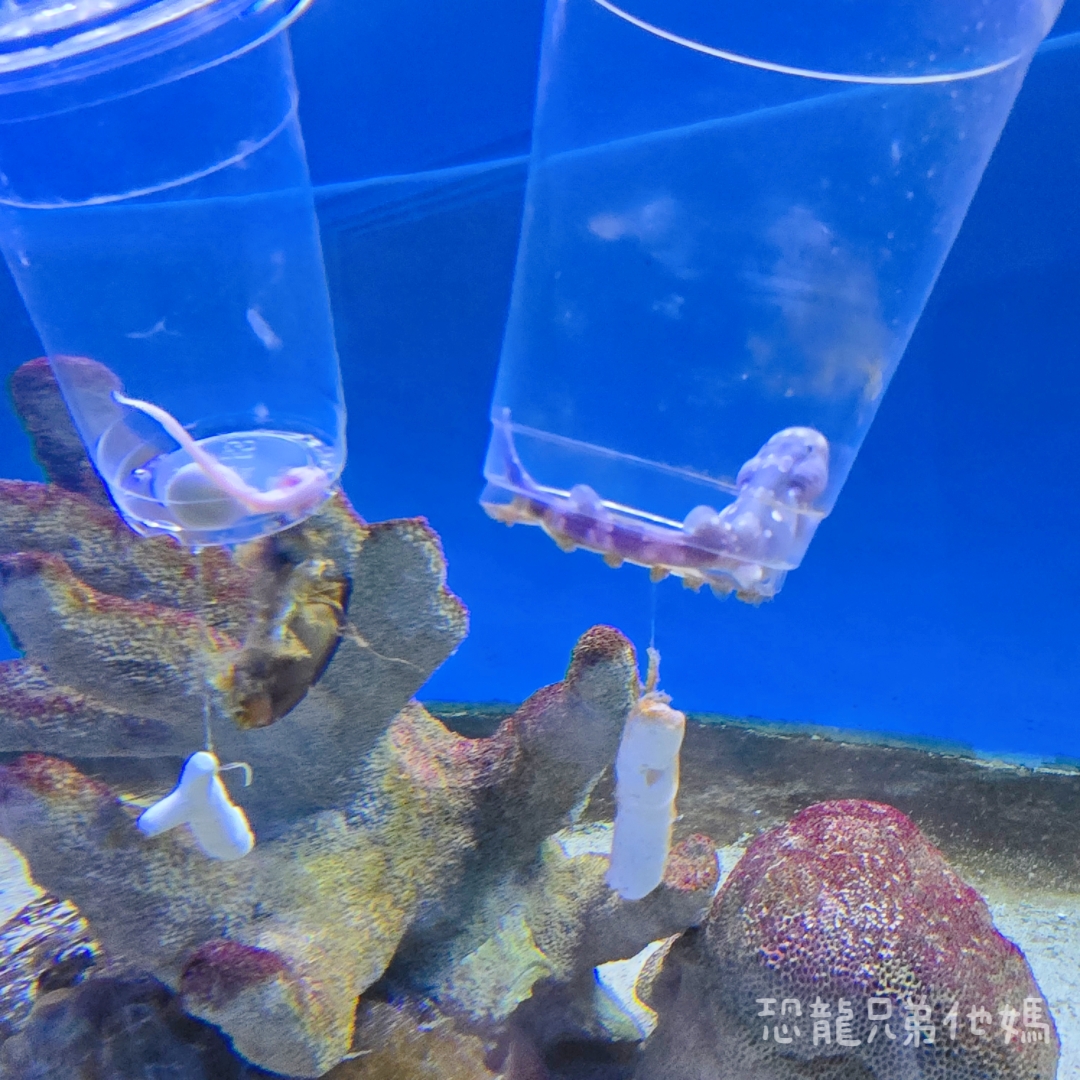 高雄‧鳥松】澄清湖海洋奇珍園│魚兒種類豐富、有觸摸區、多樣珊瑚、貝殼、恐龍蛋化石展示。預計營業到2025年12月31日 - 第101張圖 高雄‧鳥松】澄清湖海洋奇珍園│魚兒種類豐富、有觸摸區、多樣珊瑚、貝殼、恐龍蛋化石展示。預計營業到2025年12月31日