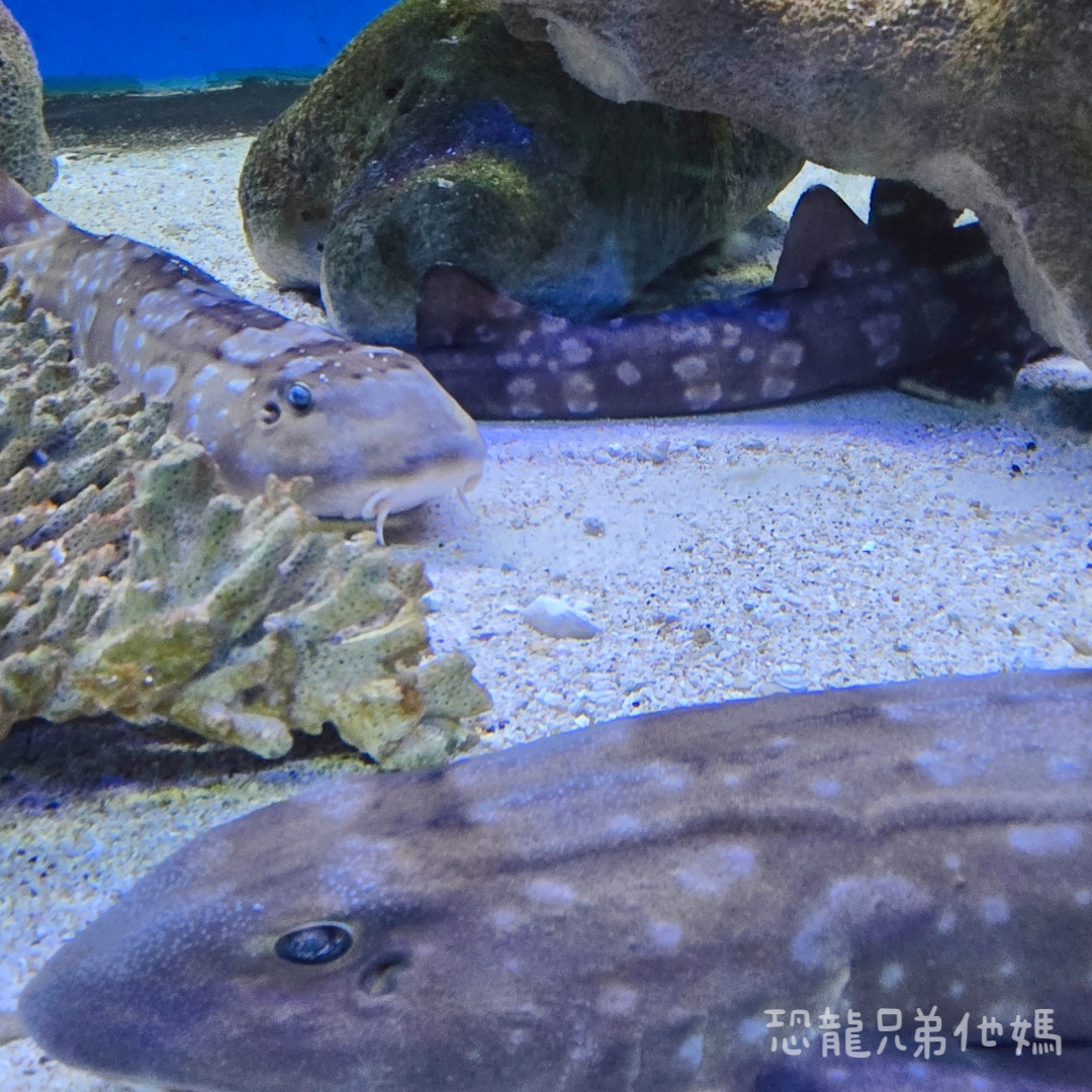 高雄‧鳥松】澄清湖海洋奇珍園│魚兒種類豐富、有觸摸區、多樣珊瑚、貝殼、恐龍蛋化石展示。預計營業到2025年12月31日 - 第100張圖 高雄‧鳥松】澄清湖海洋奇珍園│魚兒種類豐富、有觸摸區、多樣珊瑚、貝殼、恐龍蛋化石展示。預計營業到2025年12月31日