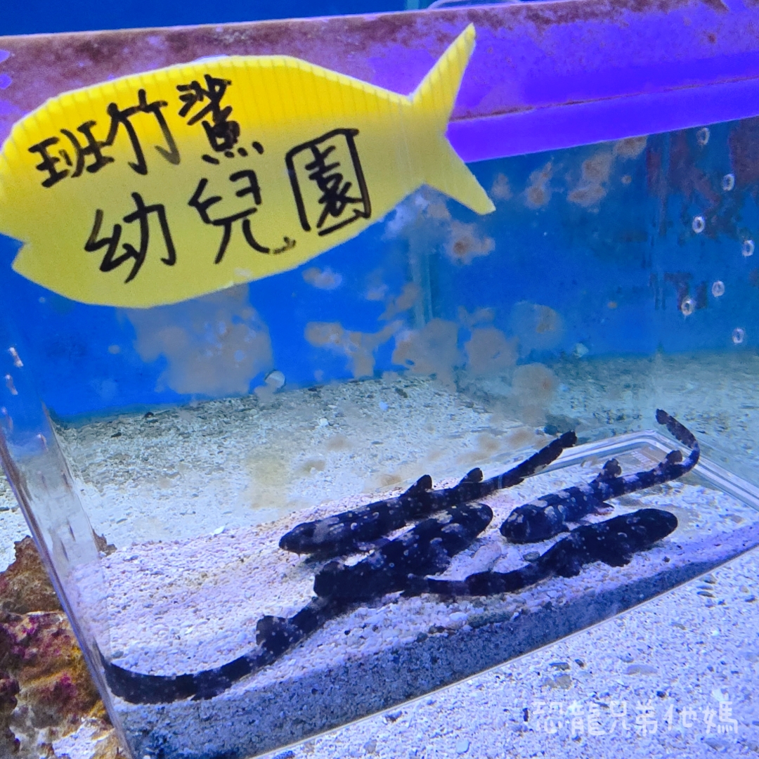 高雄‧鳥松】澄清湖海洋奇珍園│魚兒種類豐富、有觸摸區、多樣珊瑚、貝殼、恐龍蛋化石展示。預計營業到2025年12月31日