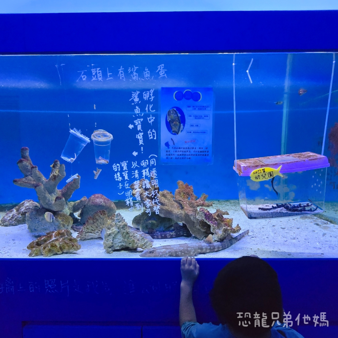 高雄‧鳥松】澄清湖海洋奇珍園│魚兒種類豐富、有觸摸區、多樣珊瑚、貝殼、恐龍蛋化石展示。預計營業到2025年12月31日 - 第97張圖 高雄‧鳥松】澄清湖海洋奇珍園│魚兒種類豐富、有觸摸區、多樣珊瑚、貝殼、恐龍蛋化石展示。預計營業到2025年12月31日