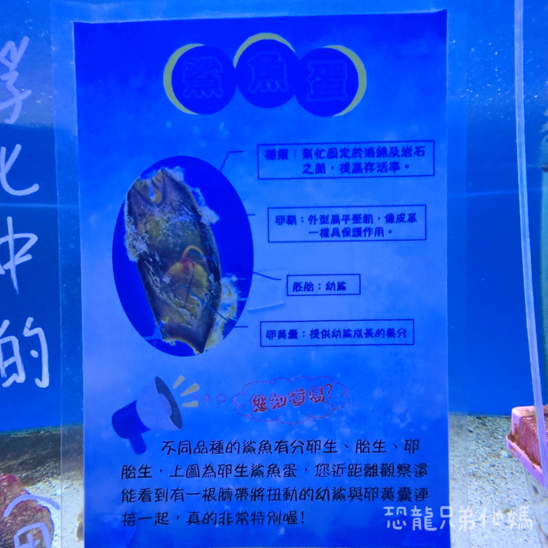 高雄‧鳥松】澄清湖海洋奇珍園│魚兒種類豐富、有觸摸區、多樣珊瑚、貝殼、恐龍蛋化石展示。預計營業到2025年12月31日