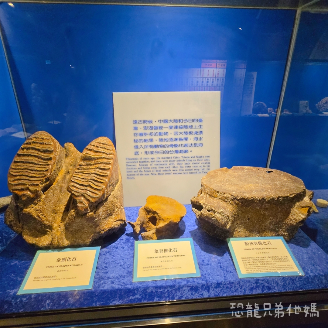 高雄‧鳥松】澄清湖海洋奇珍園│魚兒種類豐富、有觸摸區、多樣珊瑚、貝殼、恐龍蛋化石展示。預計營業到2025年12月31日 - 第90張圖 高雄‧鳥松】澄清湖海洋奇珍園│魚兒種類豐富、有觸摸區、多樣珊瑚、貝殼、恐龍蛋化石展示。預計營業到2025年12月31日