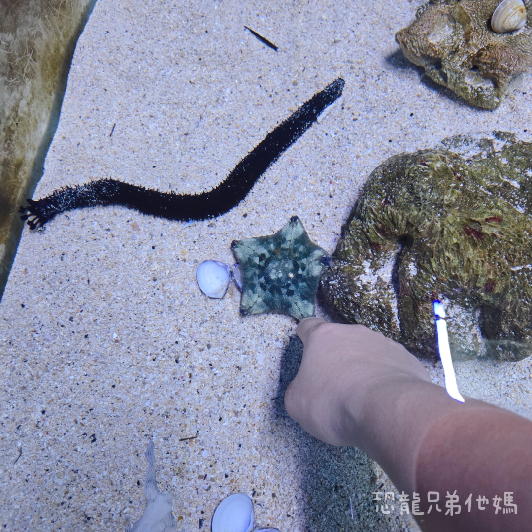 高雄‧鳥松】澄清湖海洋奇珍園│魚兒種類豐富、有觸摸區、多樣珊瑚、貝殼、恐龍蛋化石展示。預計營業到2025年12月31日