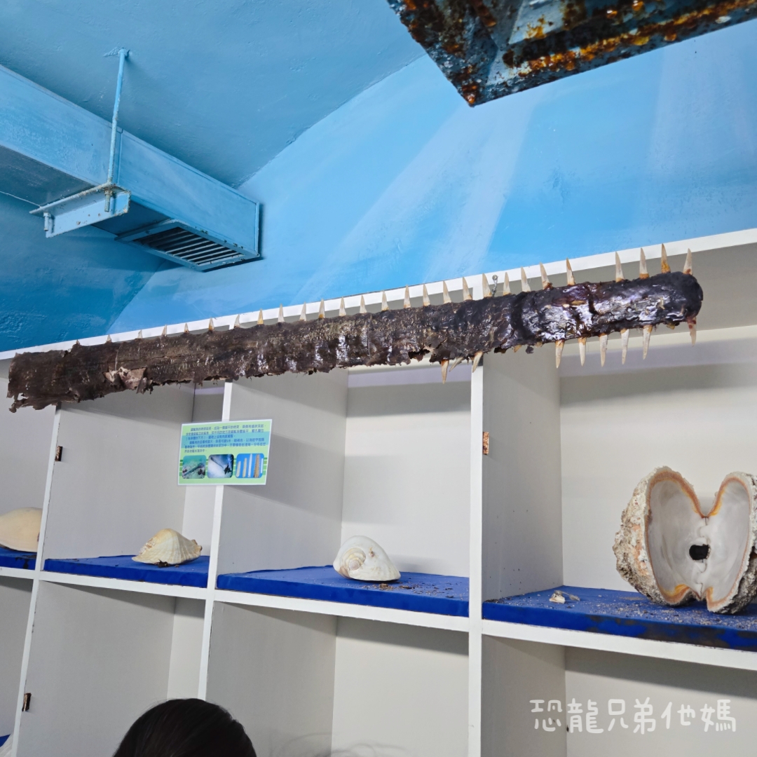 高雄‧鳥松】澄清湖海洋奇珍園│魚兒種類豐富、有觸摸區、多樣珊瑚、貝殼、恐龍蛋化石展示。預計營業到2025年12月31日