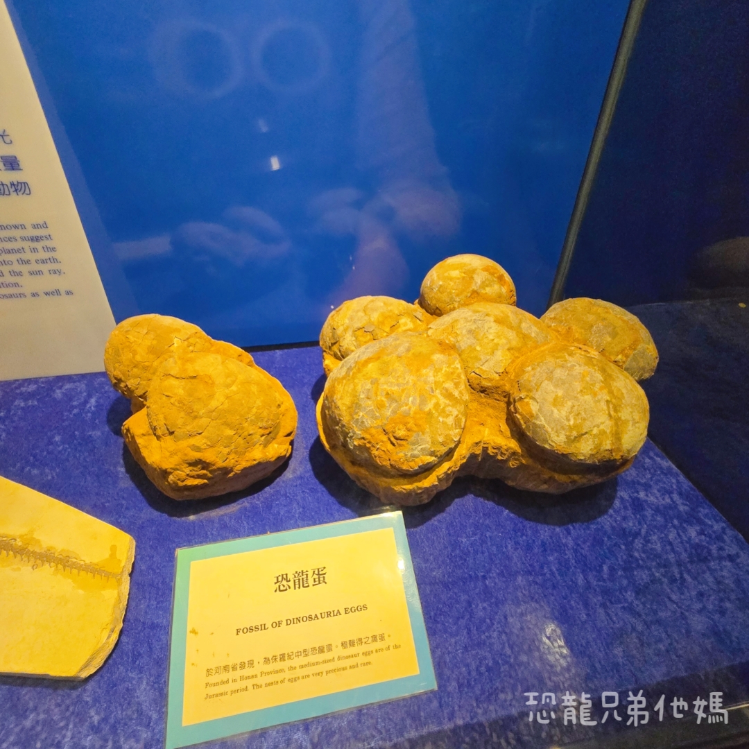 高雄‧鳥松】澄清湖海洋奇珍園│魚兒種類豐富、有觸摸區、多樣珊瑚、貝殼、恐龍蛋化石展示。預計營業到2025年12月31日 - 第92張圖 高雄‧鳥松】澄清湖海洋奇珍園│魚兒種類豐富、有觸摸區、多樣珊瑚、貝殼、恐龍蛋化石展示。預計營業到2025年12月31日