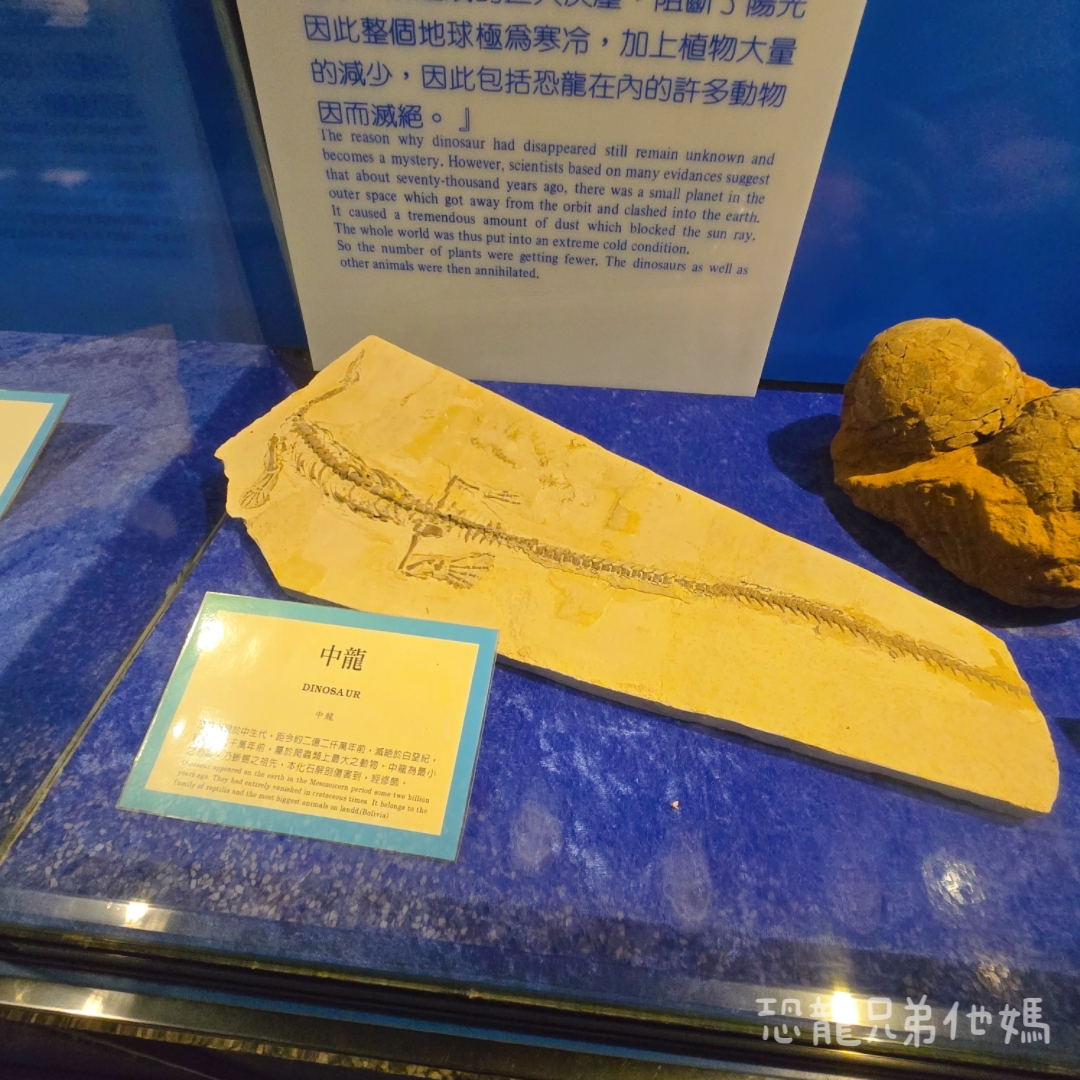 高雄‧鳥松】澄清湖海洋奇珍園│魚兒種類豐富、有觸摸區、多樣珊瑚、貝殼、恐龍蛋化石展示。預計營業到2025年12月31日 - 第91張圖 高雄‧鳥松】澄清湖海洋奇珍園│魚兒種類豐富、有觸摸區、多樣珊瑚、貝殼、恐龍蛋化石展示。預計營業到2025年12月31日