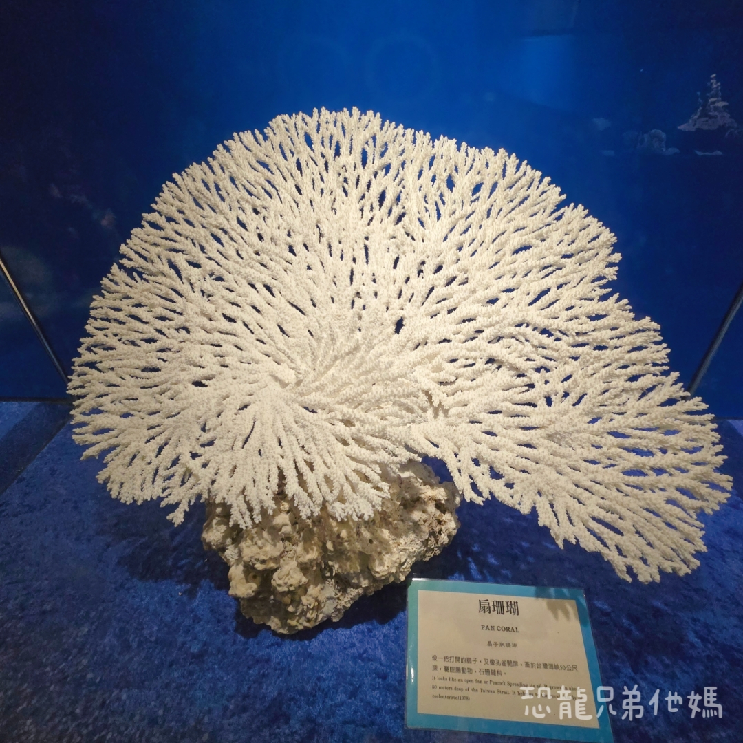 高雄‧鳥松】澄清湖海洋奇珍園│魚兒種類豐富、有觸摸區、多樣珊瑚、貝殼、恐龍蛋化石展示。預計營業到2025年12月31日 - 第89張圖 高雄‧鳥松】澄清湖海洋奇珍園│魚兒種類豐富、有觸摸區、多樣珊瑚、貝殼、恐龍蛋化石展示。預計營業到2025年12月31日