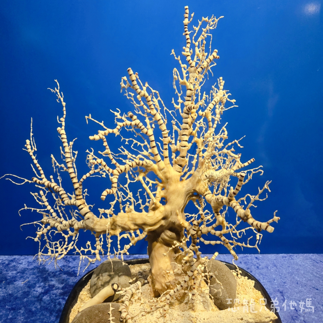 高雄‧鳥松】澄清湖海洋奇珍園│魚兒種類豐富、有觸摸區、多樣珊瑚、貝殼、恐龍蛋化石展示。預計營業到2025年12月31日