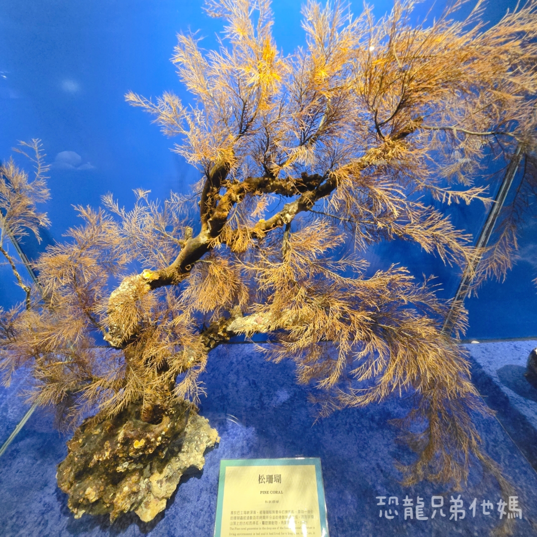 高雄‧鳥松】澄清湖海洋奇珍園│魚兒種類豐富、有觸摸區、多樣珊瑚、貝殼、恐龍蛋化石展示。預計營業到2025年12月31日