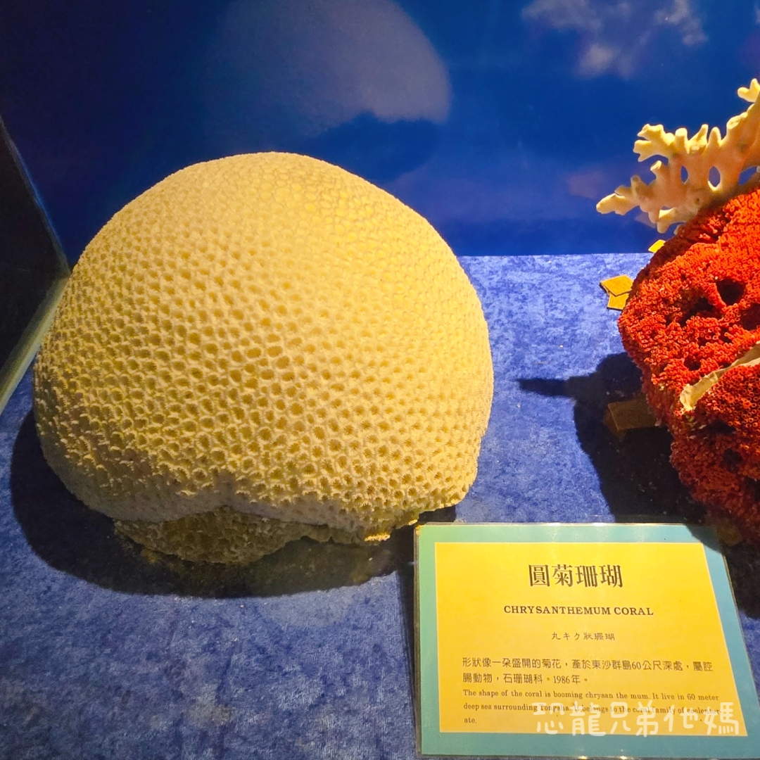 高雄‧鳥松】澄清湖海洋奇珍園│魚兒種類豐富、有觸摸區、多樣珊瑚、貝殼、恐龍蛋化石展示。預計營業到2025年12月31日