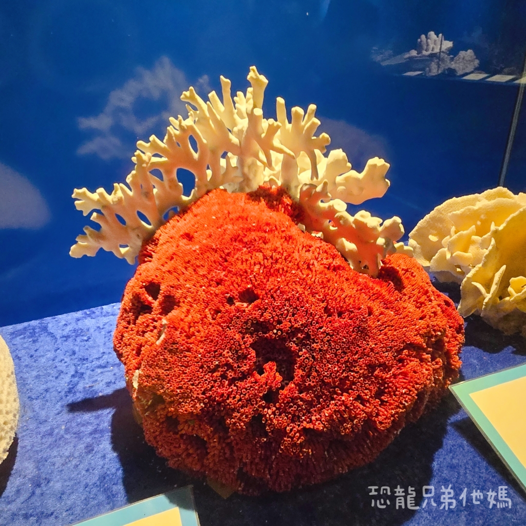 高雄‧鳥松】澄清湖海洋奇珍園│魚兒種類豐富、有觸摸區、多樣珊瑚、貝殼、恐龍蛋化石展示。預計營業到2025年12月31日