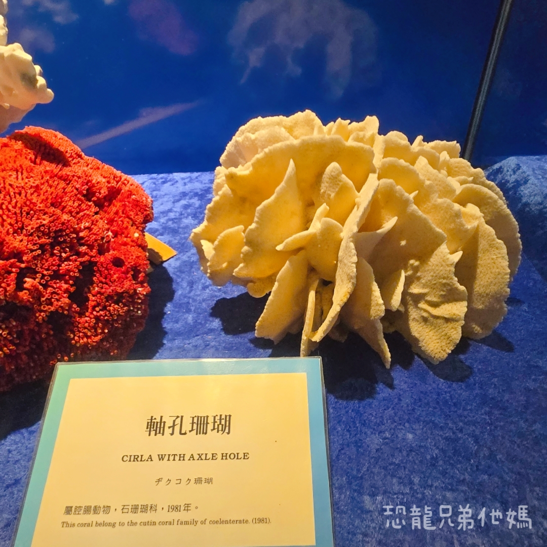 高雄‧鳥松】澄清湖海洋奇珍園│魚兒種類豐富、有觸摸區、多樣珊瑚、貝殼、恐龍蛋化石展示。預計營業到2025年12月31日