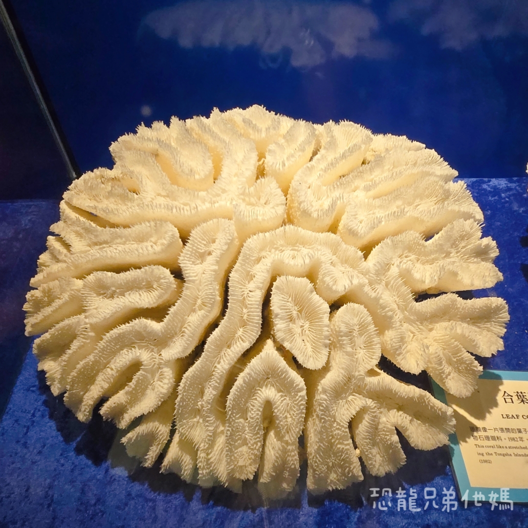 高雄‧鳥松】澄清湖海洋奇珍園│魚兒種類豐富、有觸摸區、多樣珊瑚、貝殼、恐龍蛋化石展示。預計營業到2025年12月31日