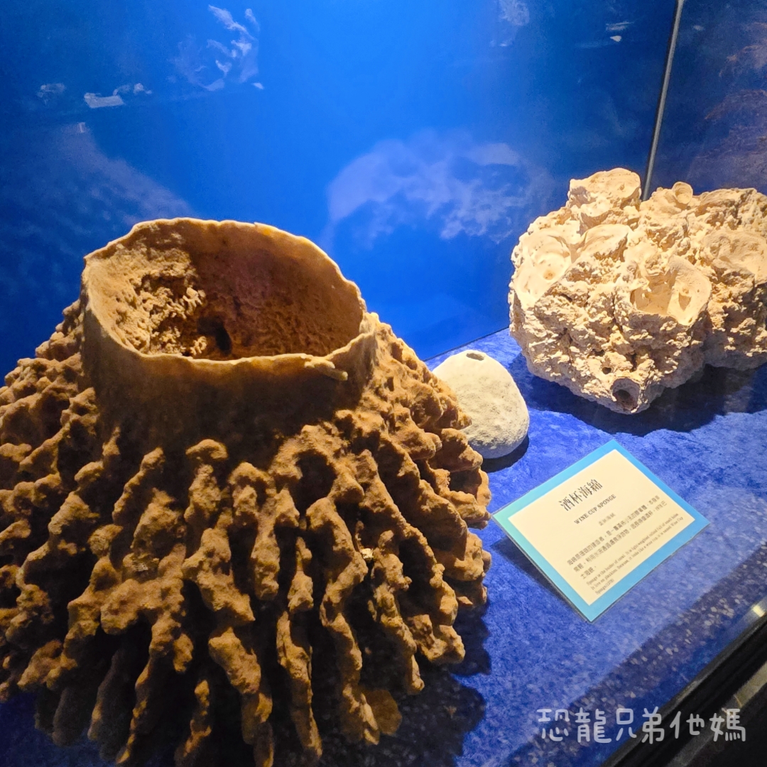 高雄‧鳥松】澄清湖海洋奇珍園│魚兒種類豐富、有觸摸區、多樣珊瑚、貝殼、恐龍蛋化石展示。預計營業到2025年12月31日
