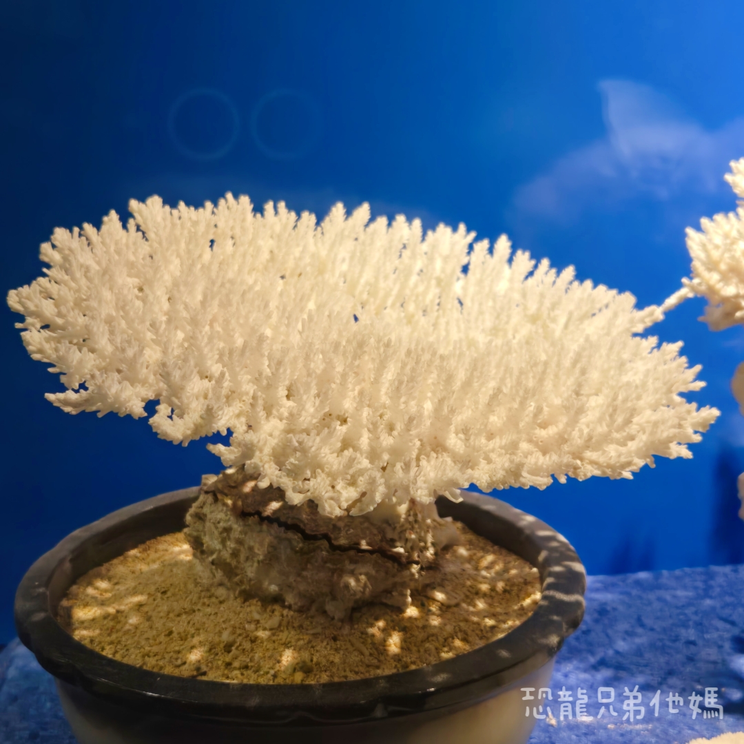 高雄‧鳥松】澄清湖海洋奇珍園│魚兒種類豐富、有觸摸區、多樣珊瑚、貝殼、恐龍蛋化石展示。預計營業到2025年12月31日