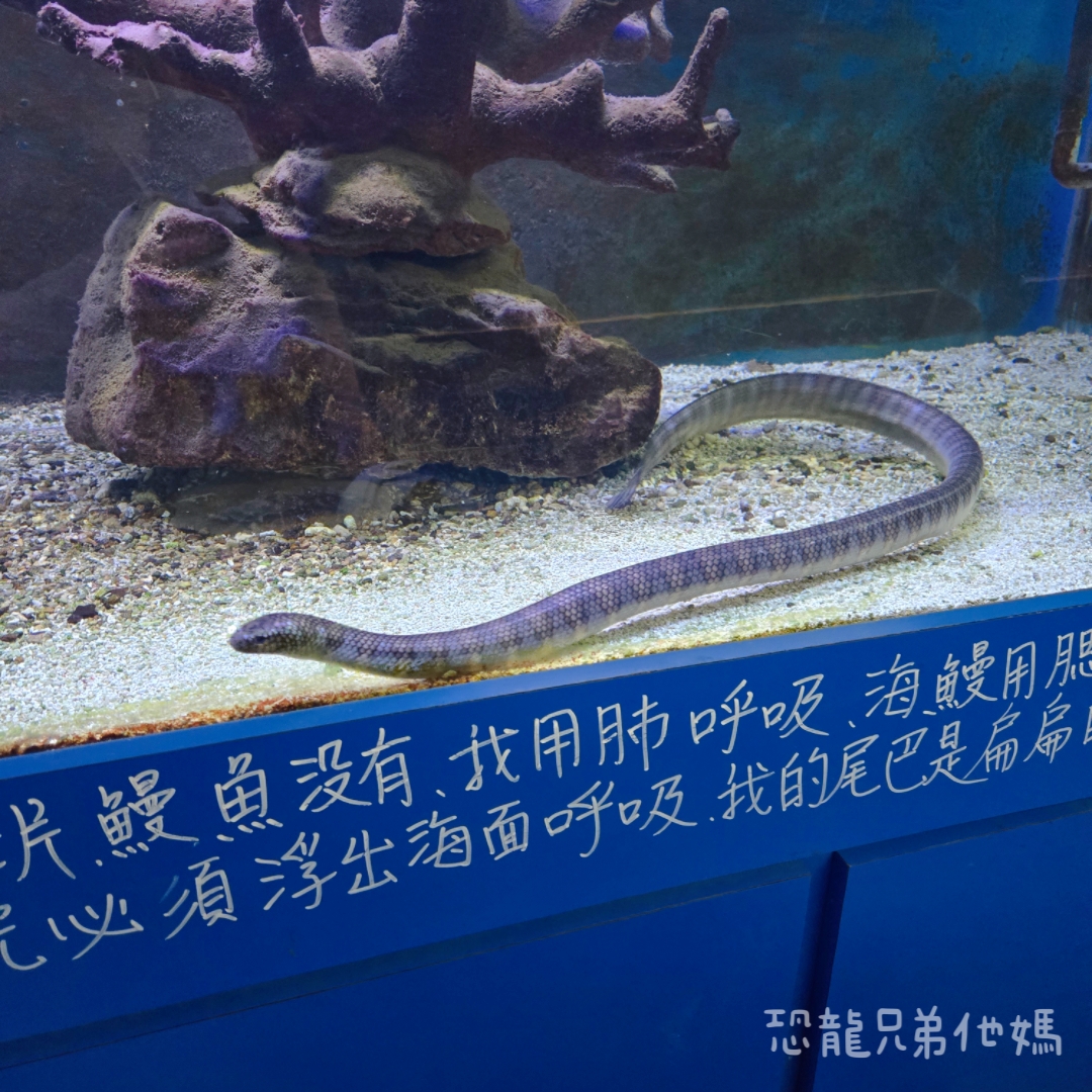 高雄‧鳥松】澄清湖海洋奇珍園│魚兒種類豐富、有觸摸區、多樣珊瑚、貝殼、恐龍蛋化石展示。預計營業到2025年12月31日 - 第59張圖 高雄‧鳥松】澄清湖海洋奇珍園│魚兒種類豐富、有觸摸區、多樣珊瑚、貝殼、恐龍蛋化石展示。預計營業到2025年12月31日