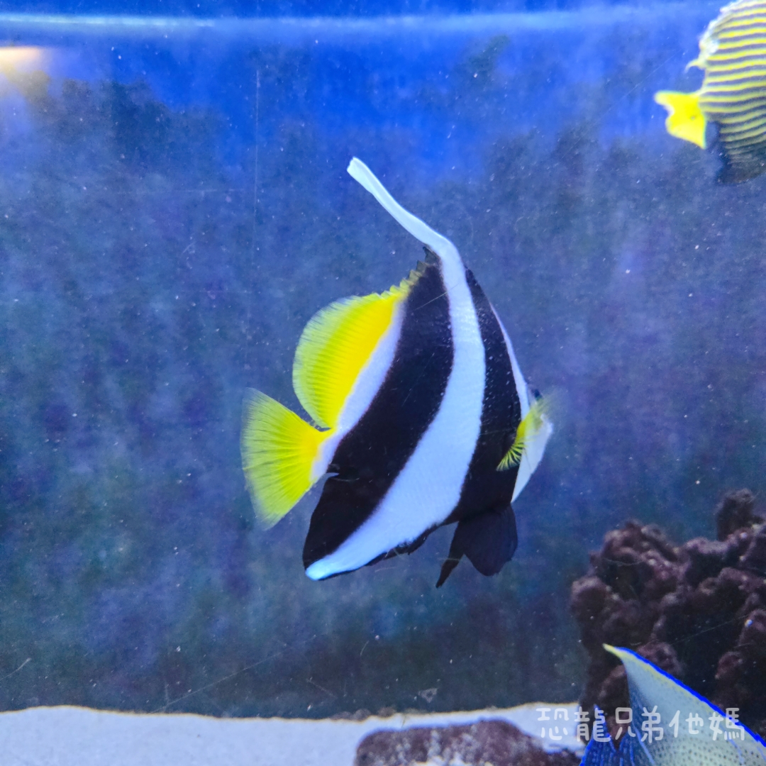 高雄‧鳥松】澄清湖海洋奇珍園│魚兒種類豐富、有觸摸區、多樣珊瑚、貝殼、恐龍蛋化石展示。預計營業到2025年12月31日 - 第58張圖 高雄‧鳥松】澄清湖海洋奇珍園│魚兒種類豐富、有觸摸區、多樣珊瑚、貝殼、恐龍蛋化石展示。預計營業到2025年12月31日